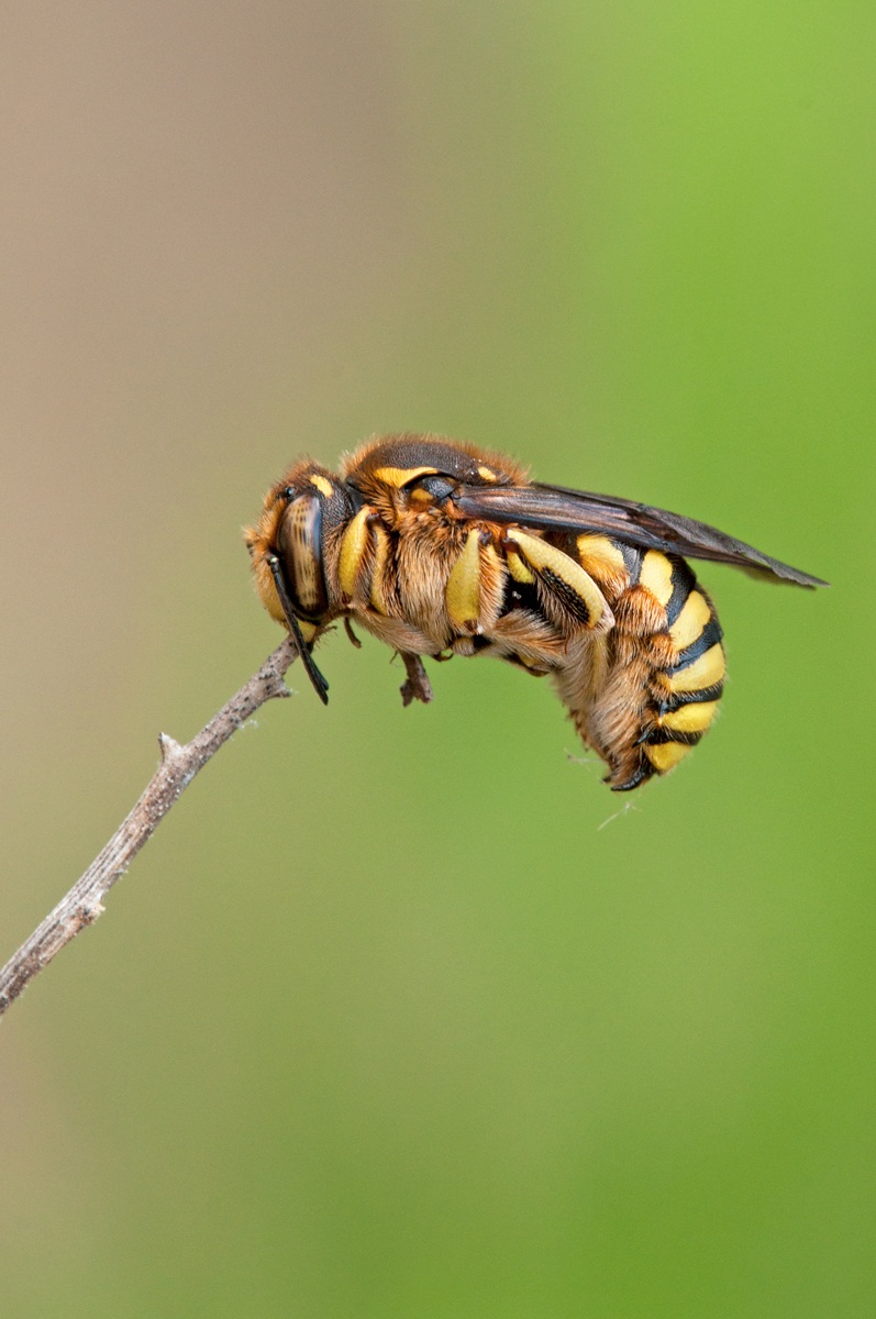 Hymenoptera Megachilidae Anthidiellum 3