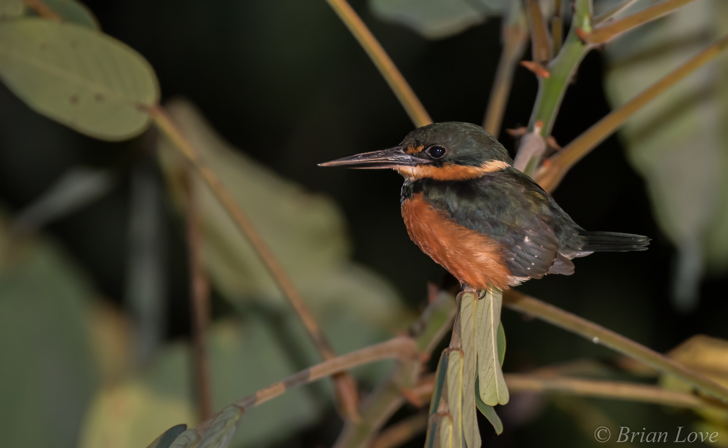Americano Pygmy Kingfisher
