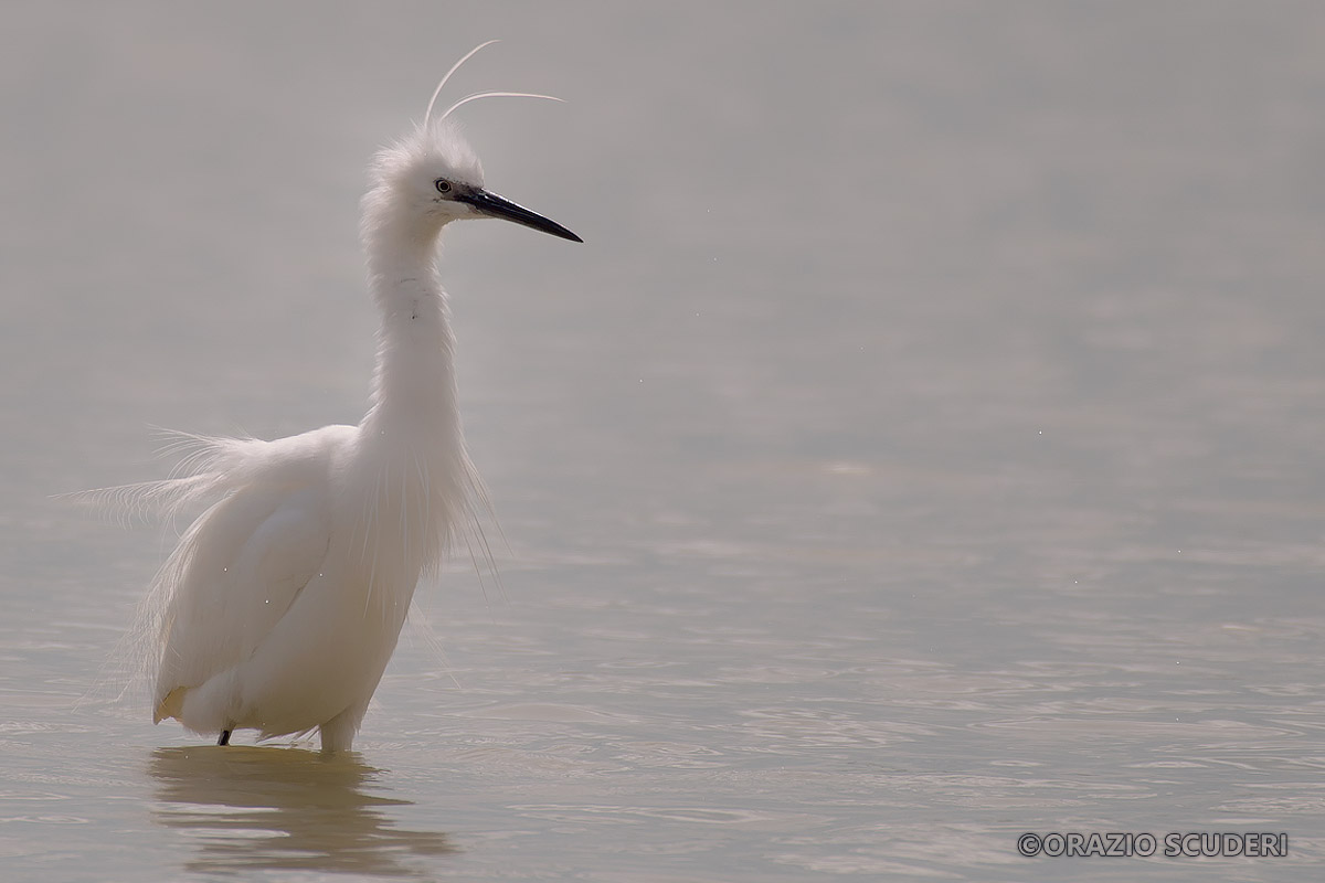Egretta garzetta