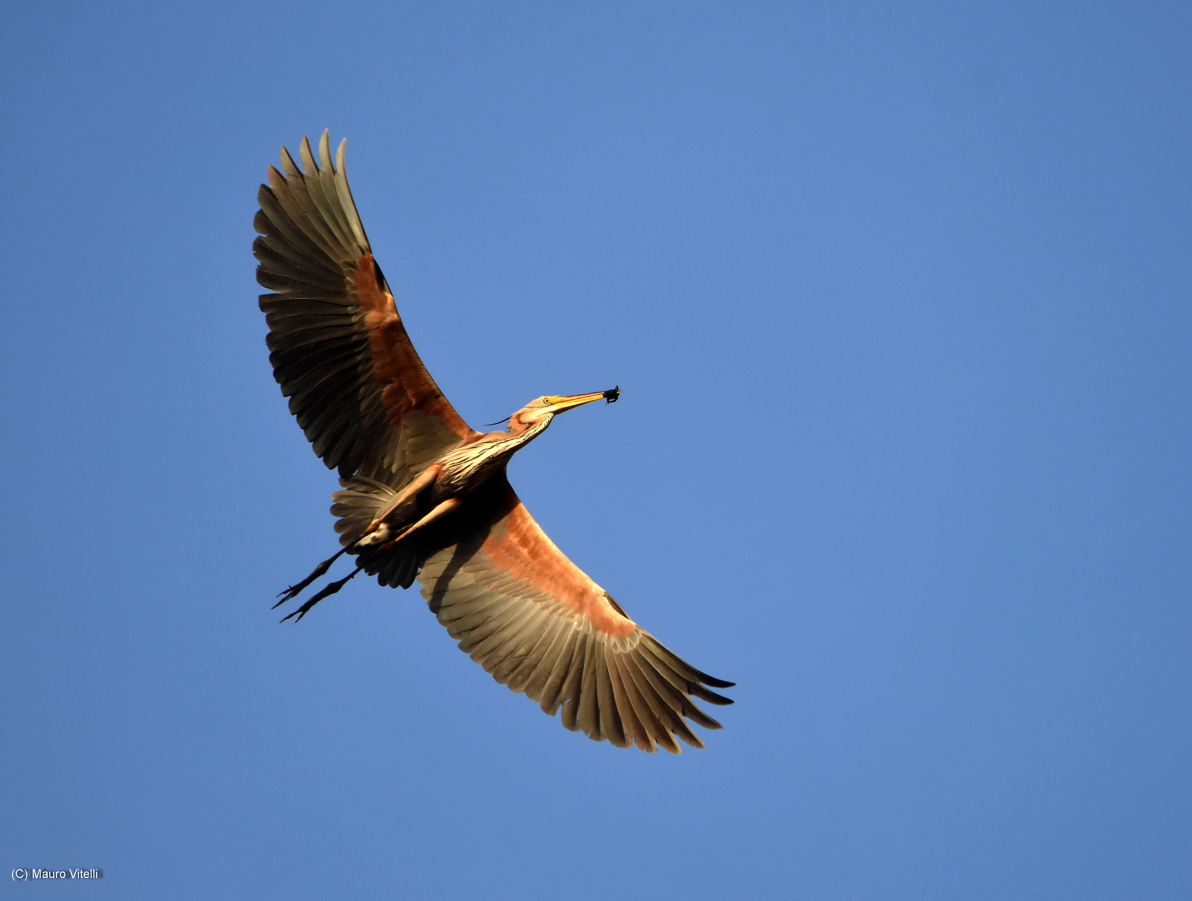 purple heron in flight with prey