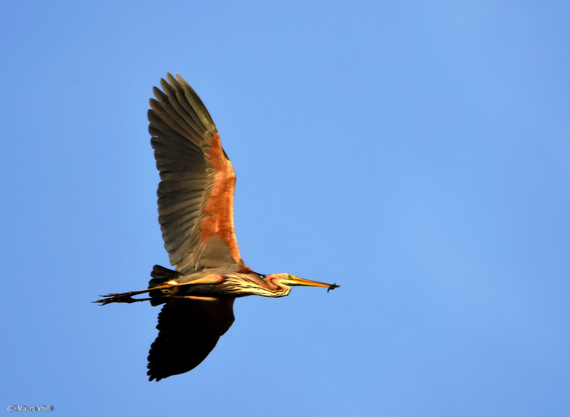 purple heron in flight with prey 1