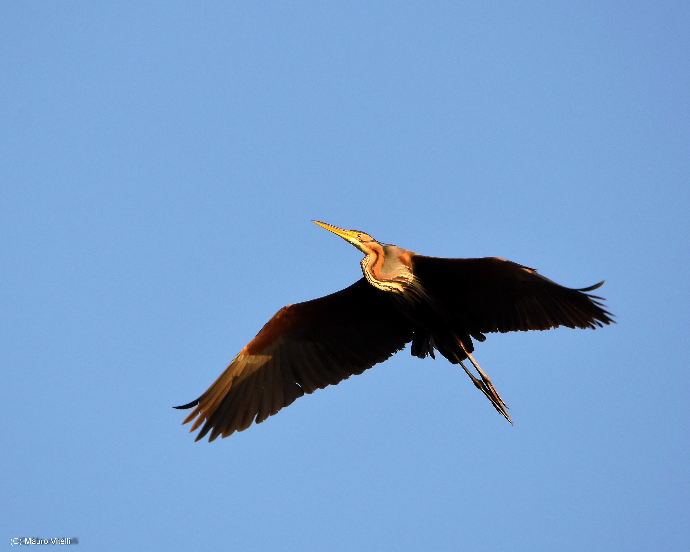purple heron in flight (return)