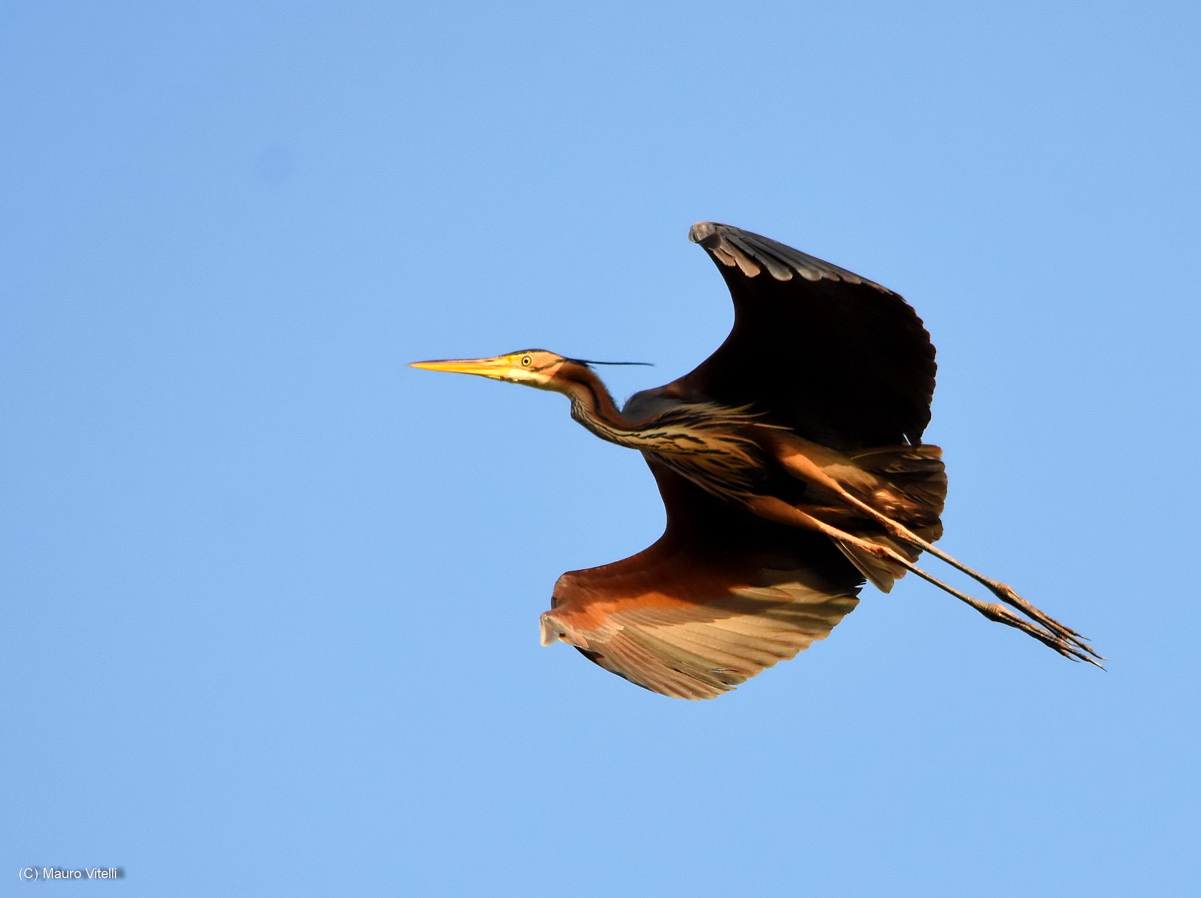 purple heron in flight (return 1)