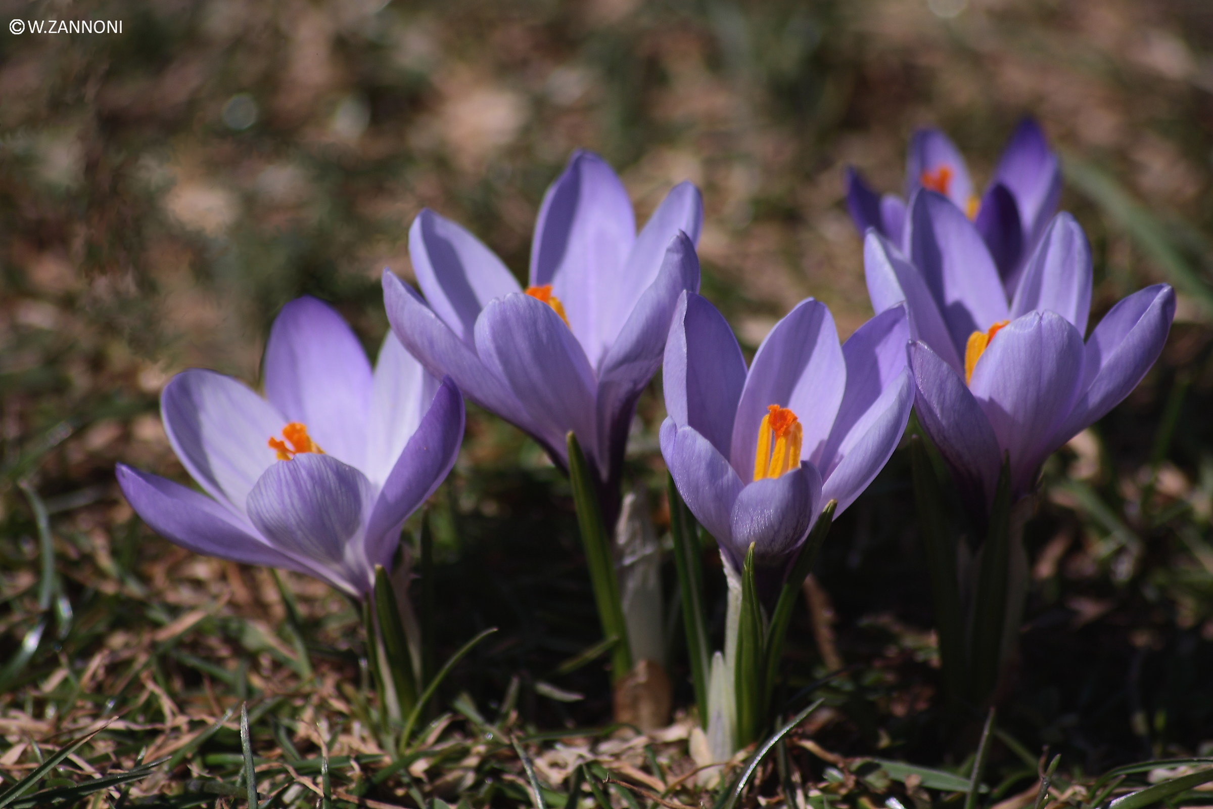 Crocus 1
