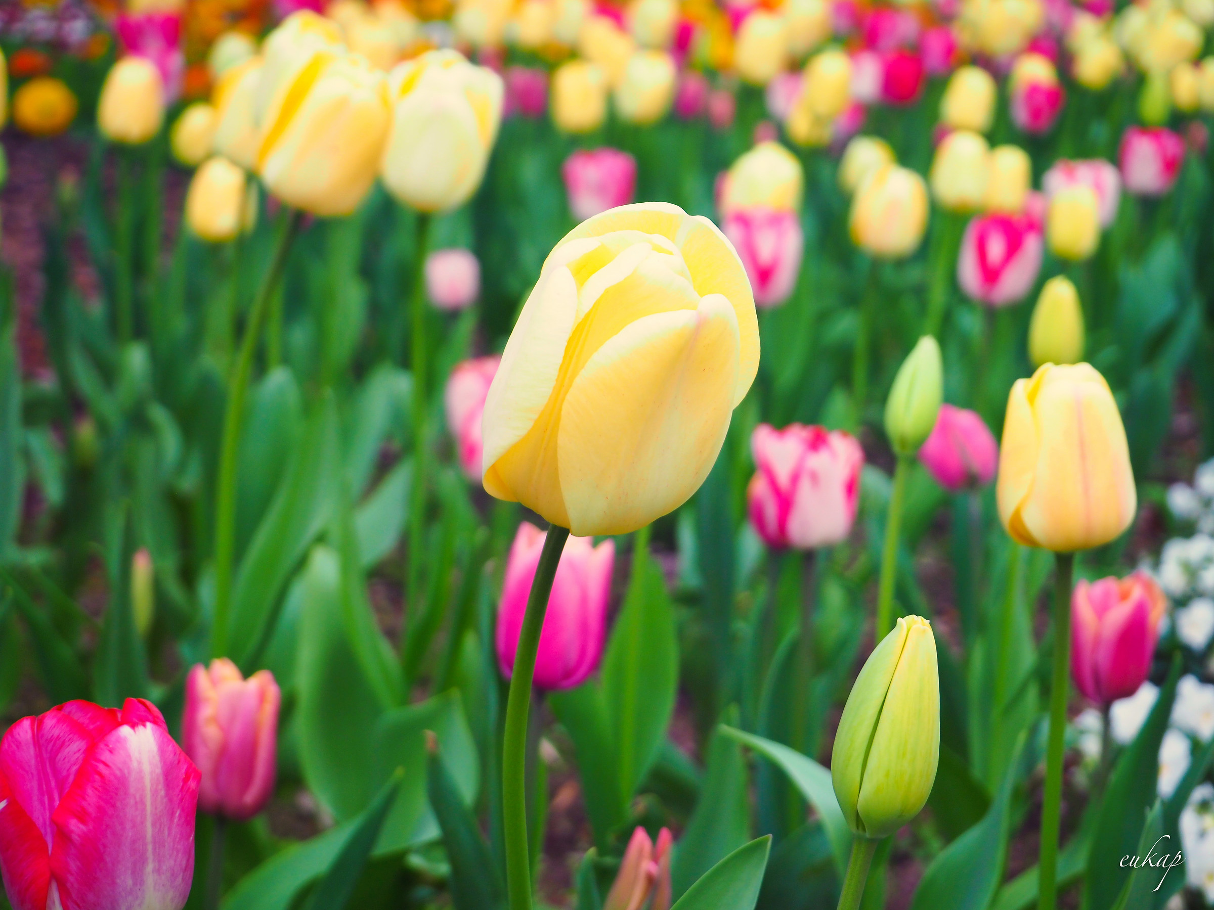 tulips