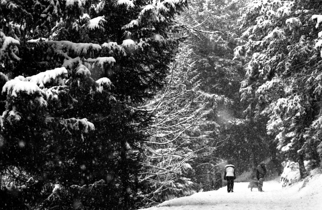 in the enchanted forest