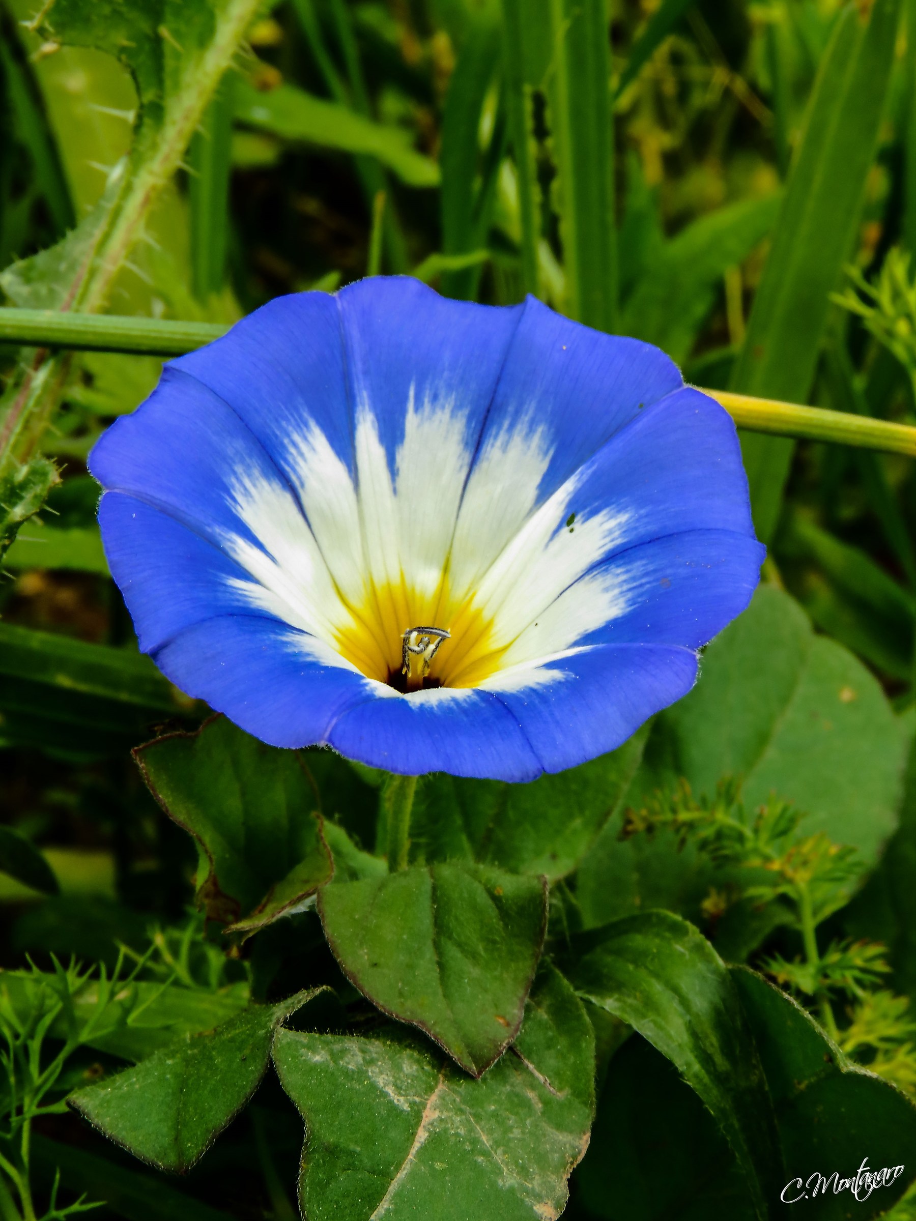 tricolor bindweed (Convolvulus tricolor)