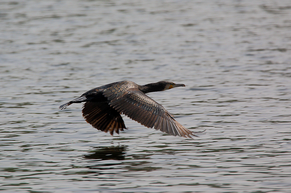 cormorant in flight