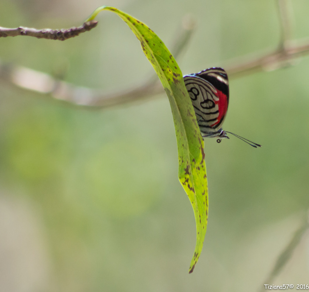 Diaethria Clymena