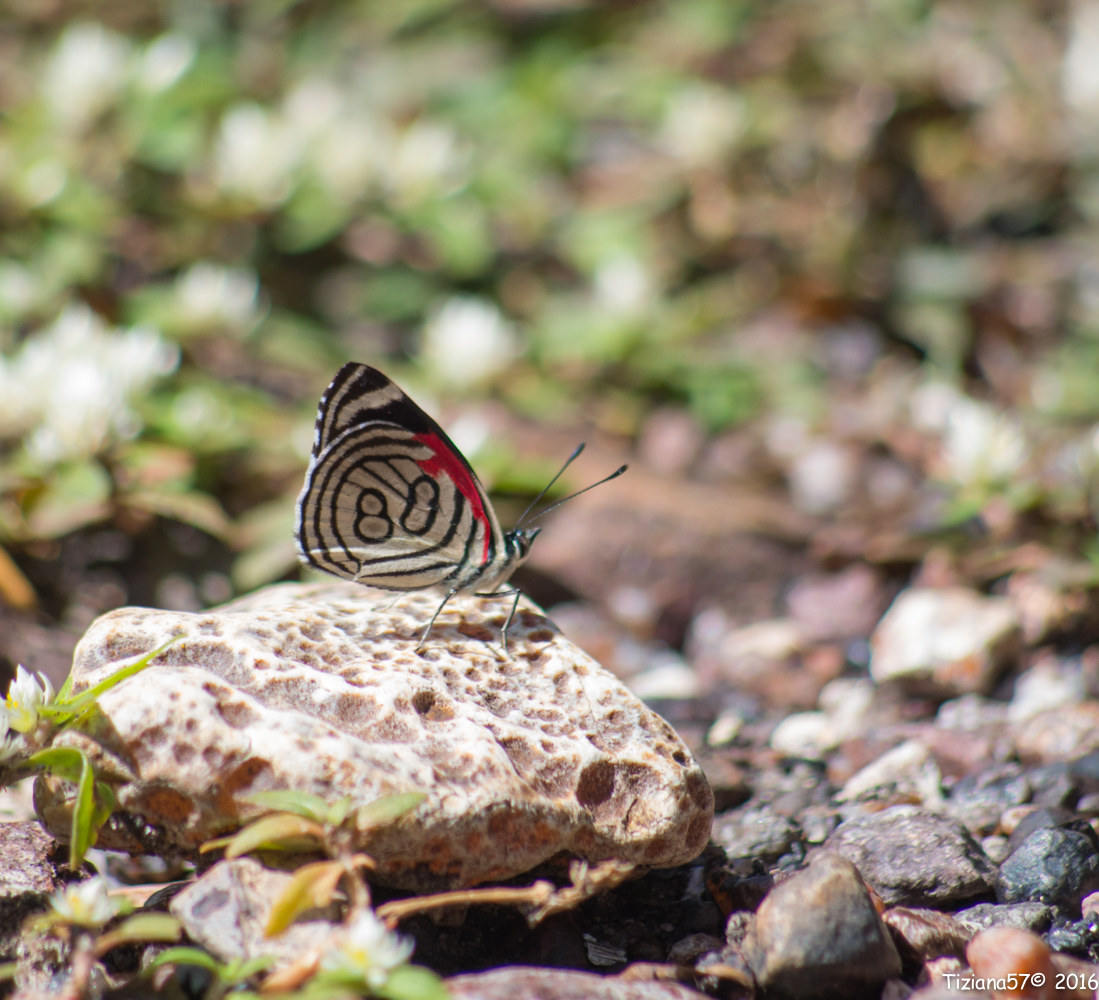 Diaethria Clymena