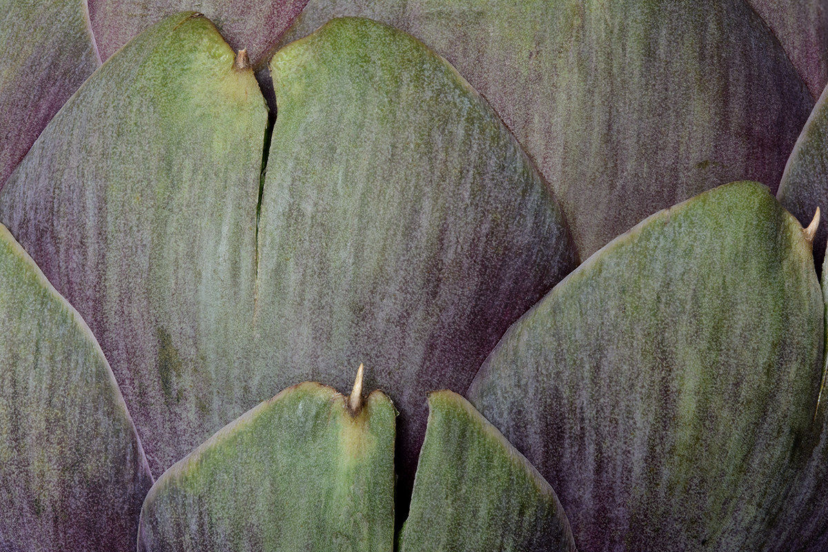 Artichoke