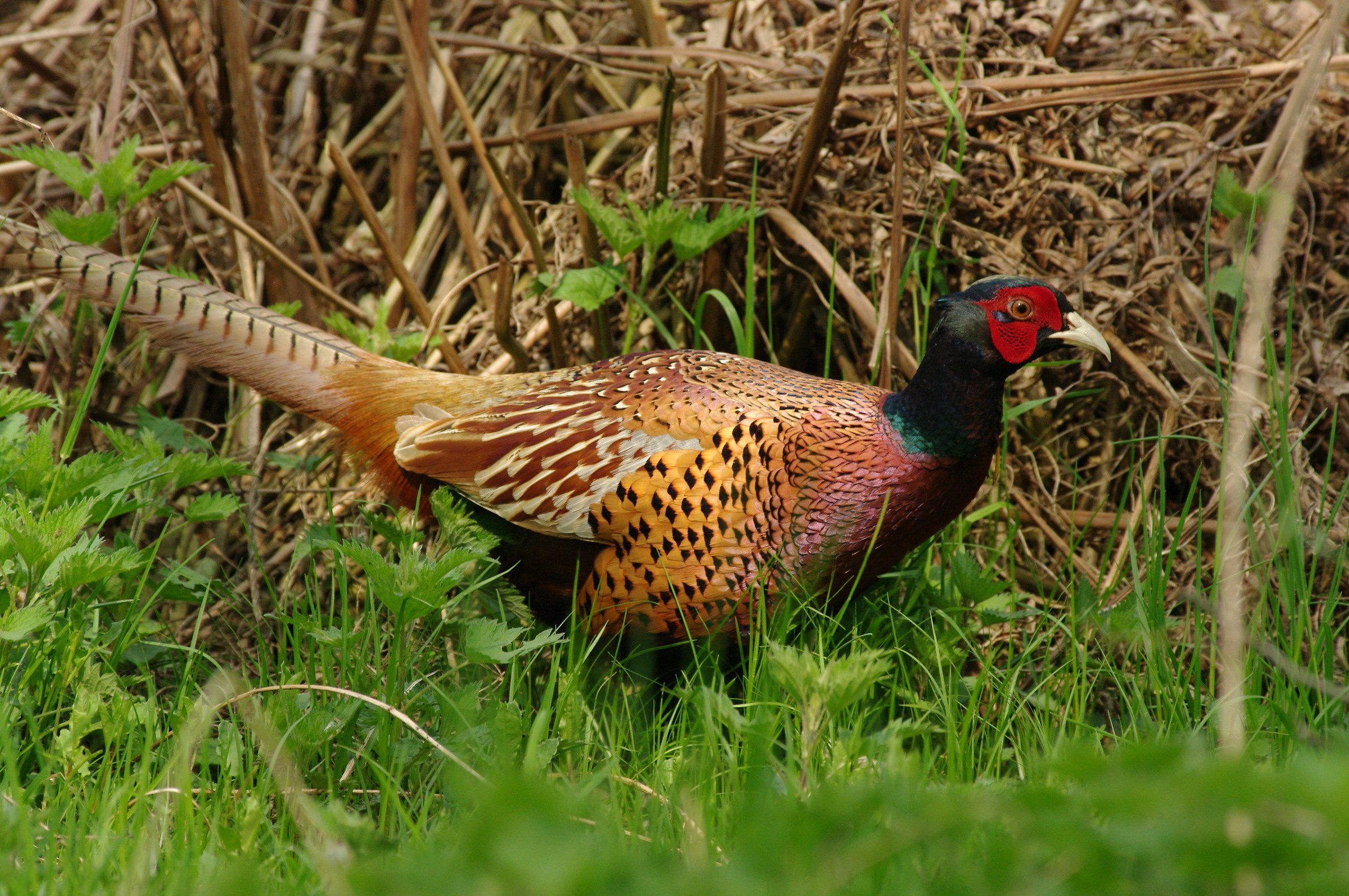 Pheasant