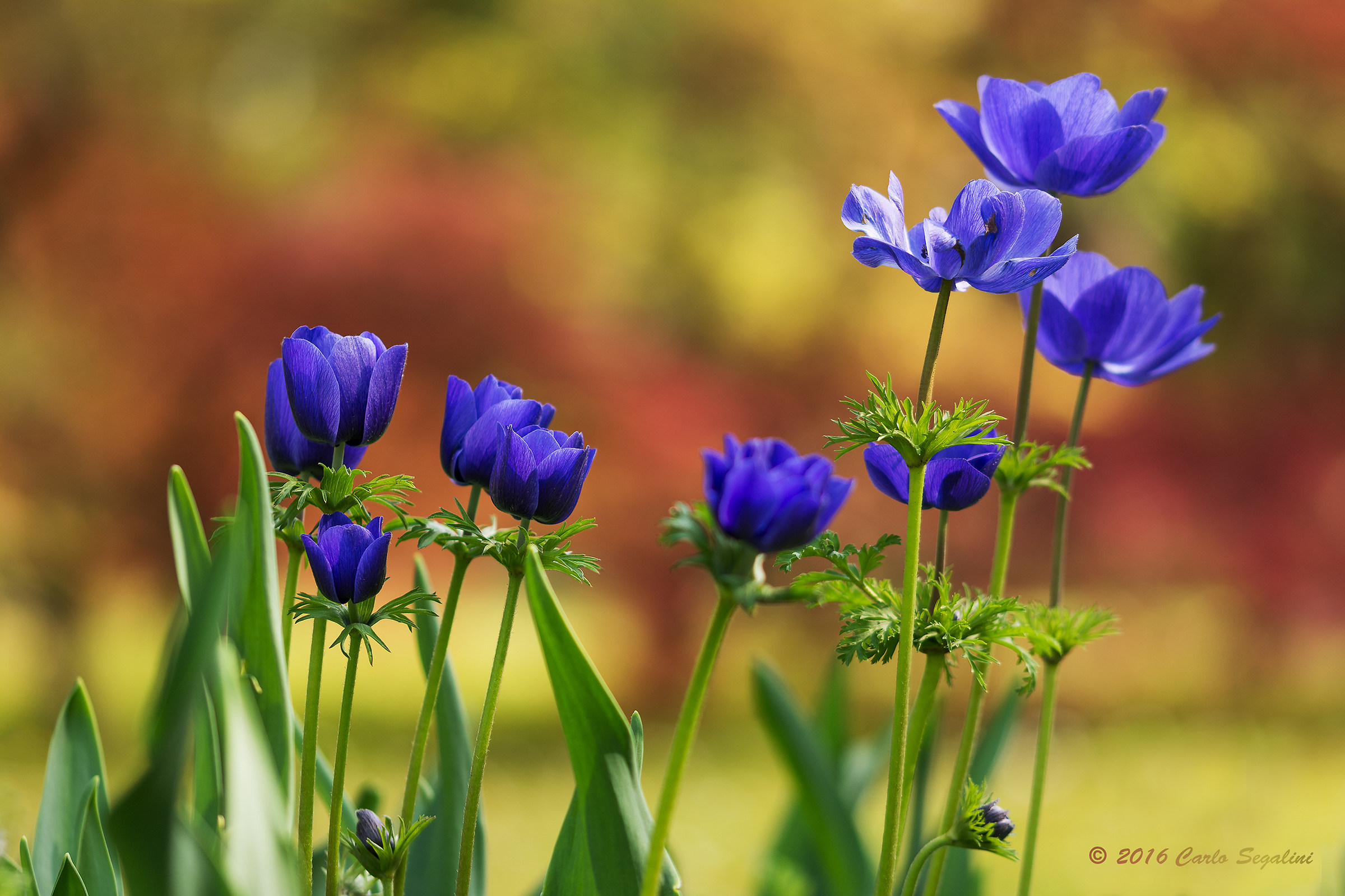 Tulipani Blu mai visti....infatti sono anemoni