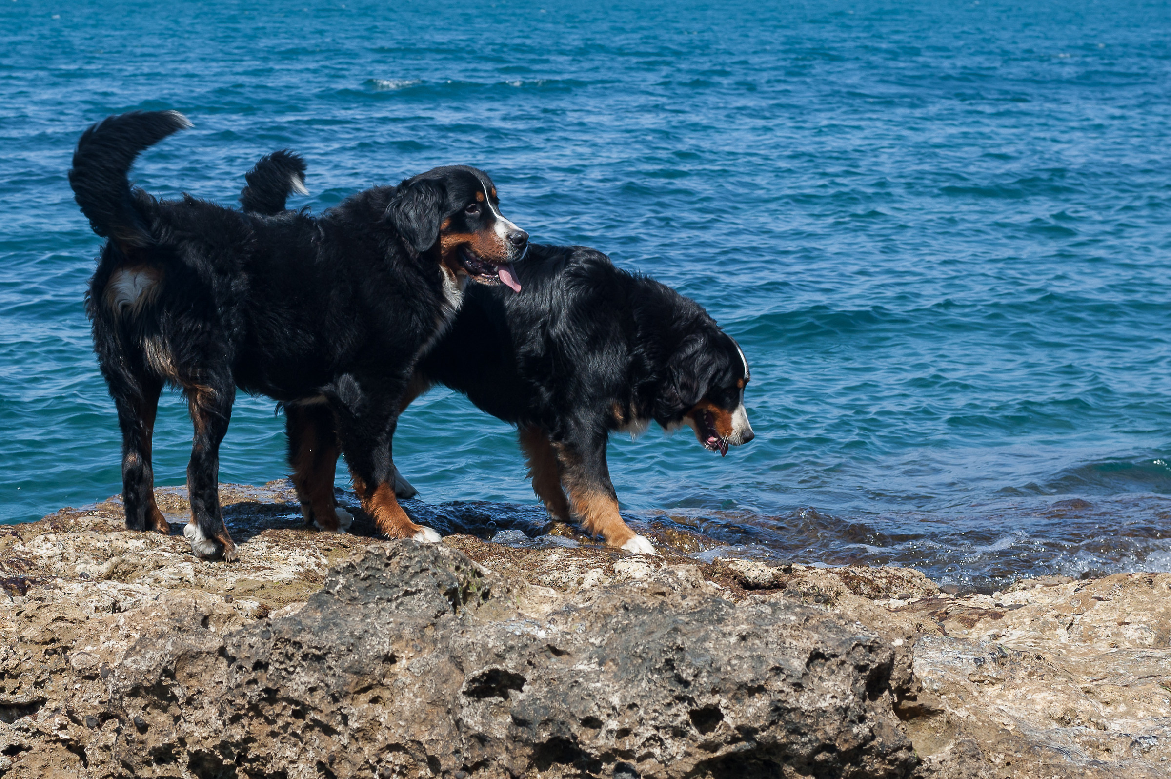 Bernese Mountain Dog