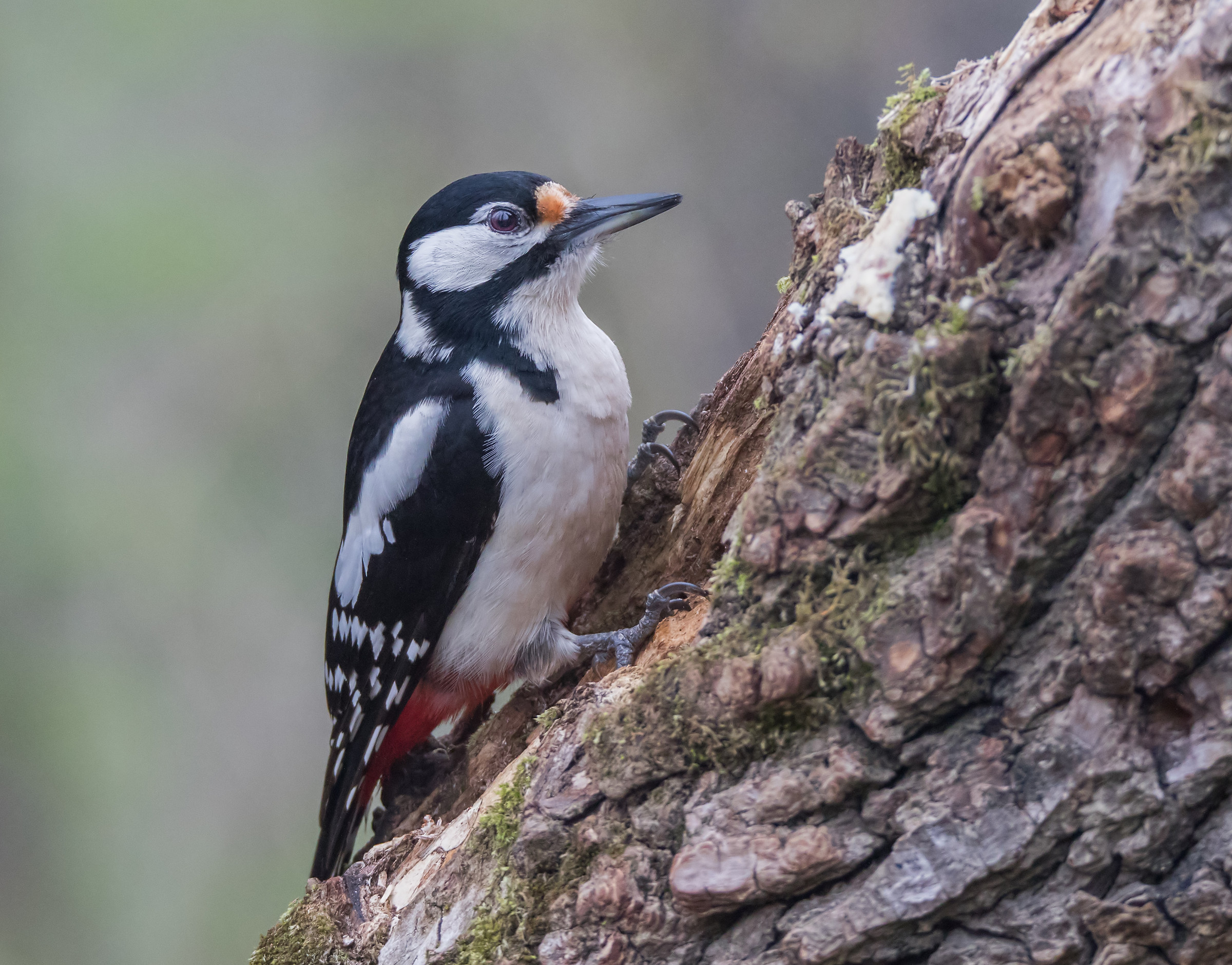 My first Picchio Rosso