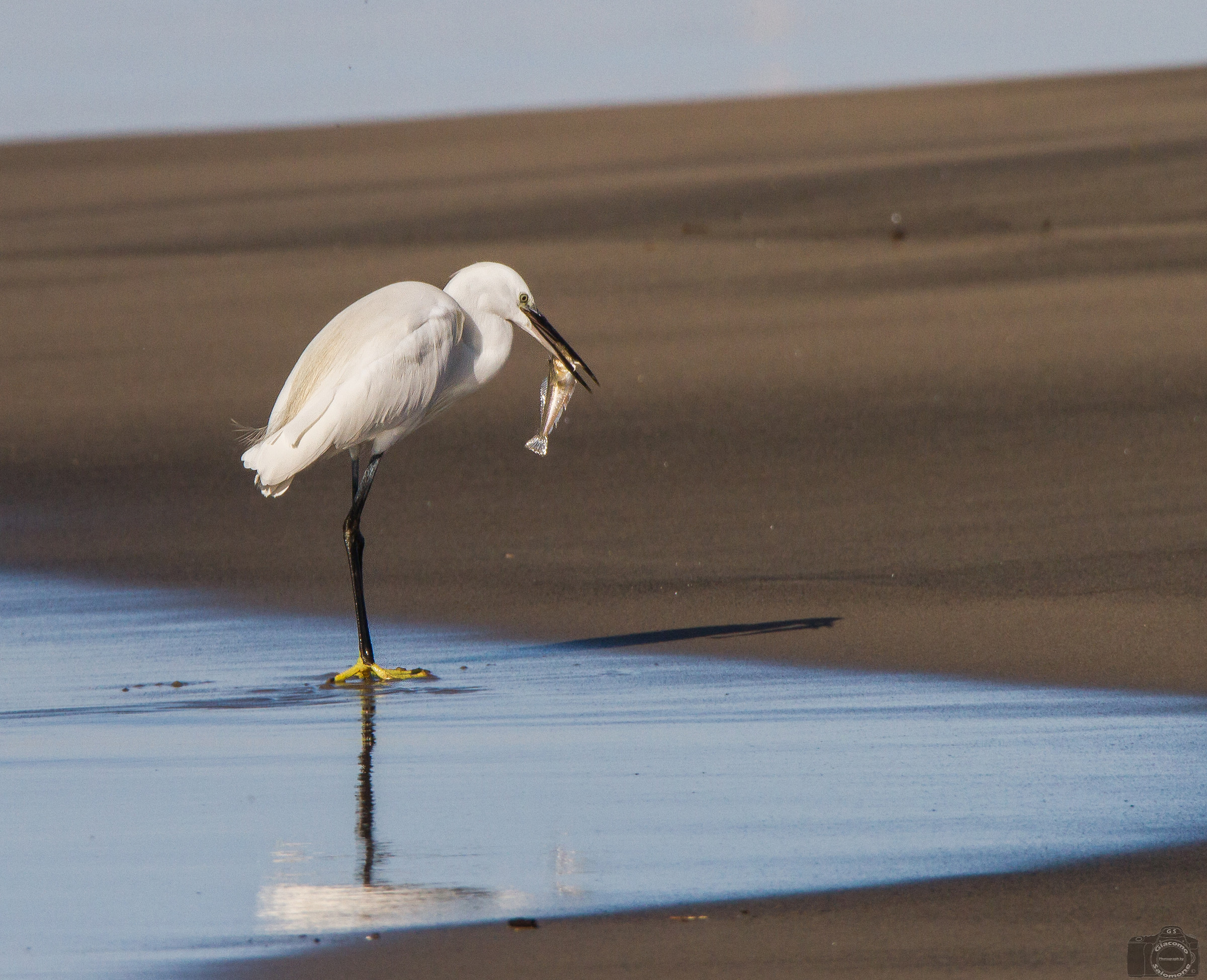 Garzetta con Tracina appena pescata