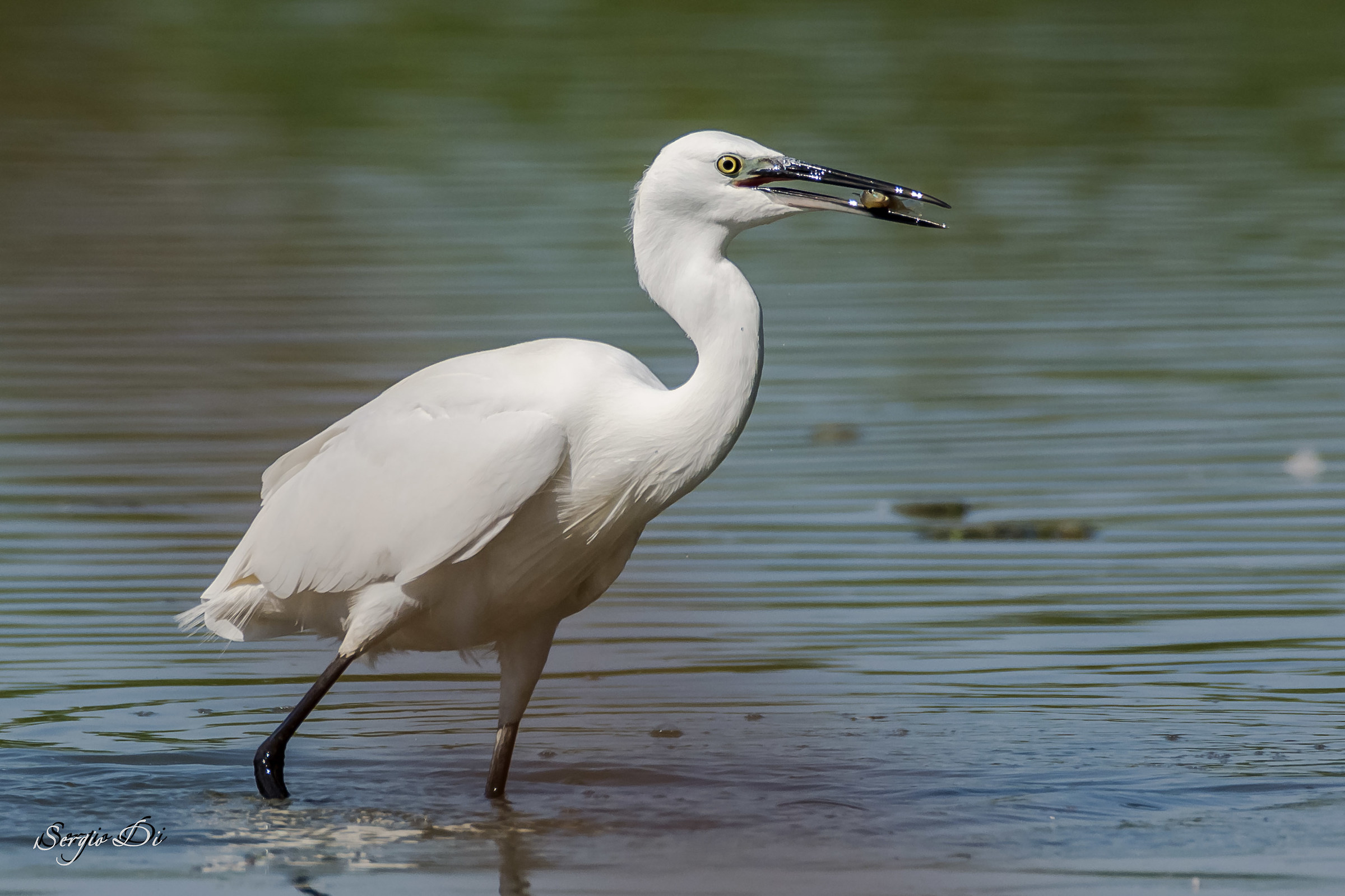 White Heron
