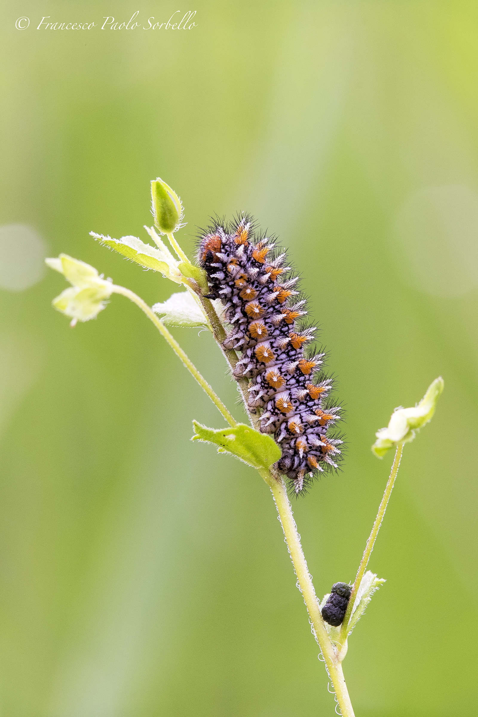 Caterpillar Melitaea Dydina
