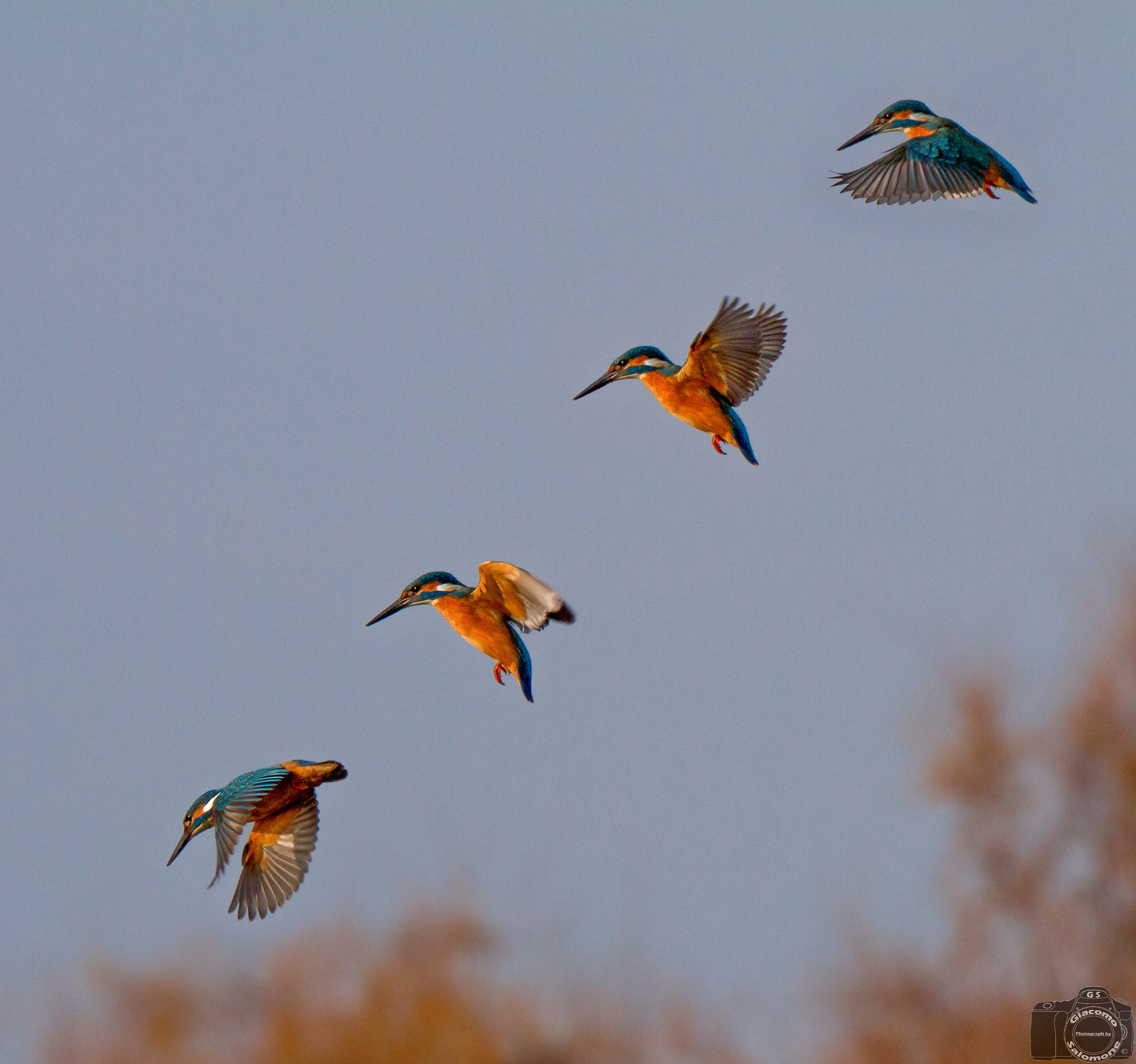 Martin Pescatore in una sequenza di volo..