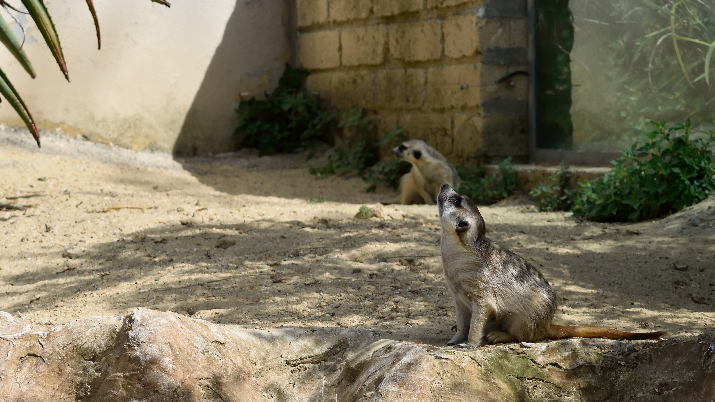 Better one day as a wolf ..