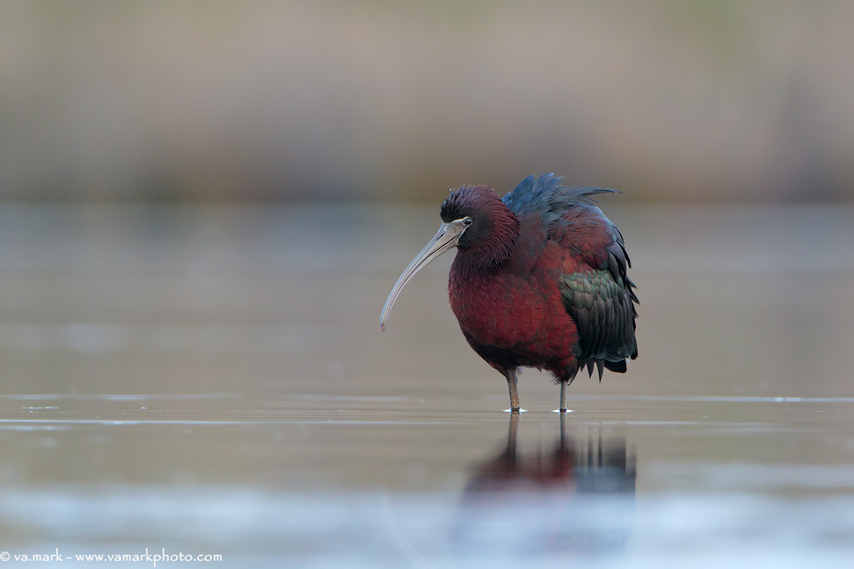 glossy ibis
