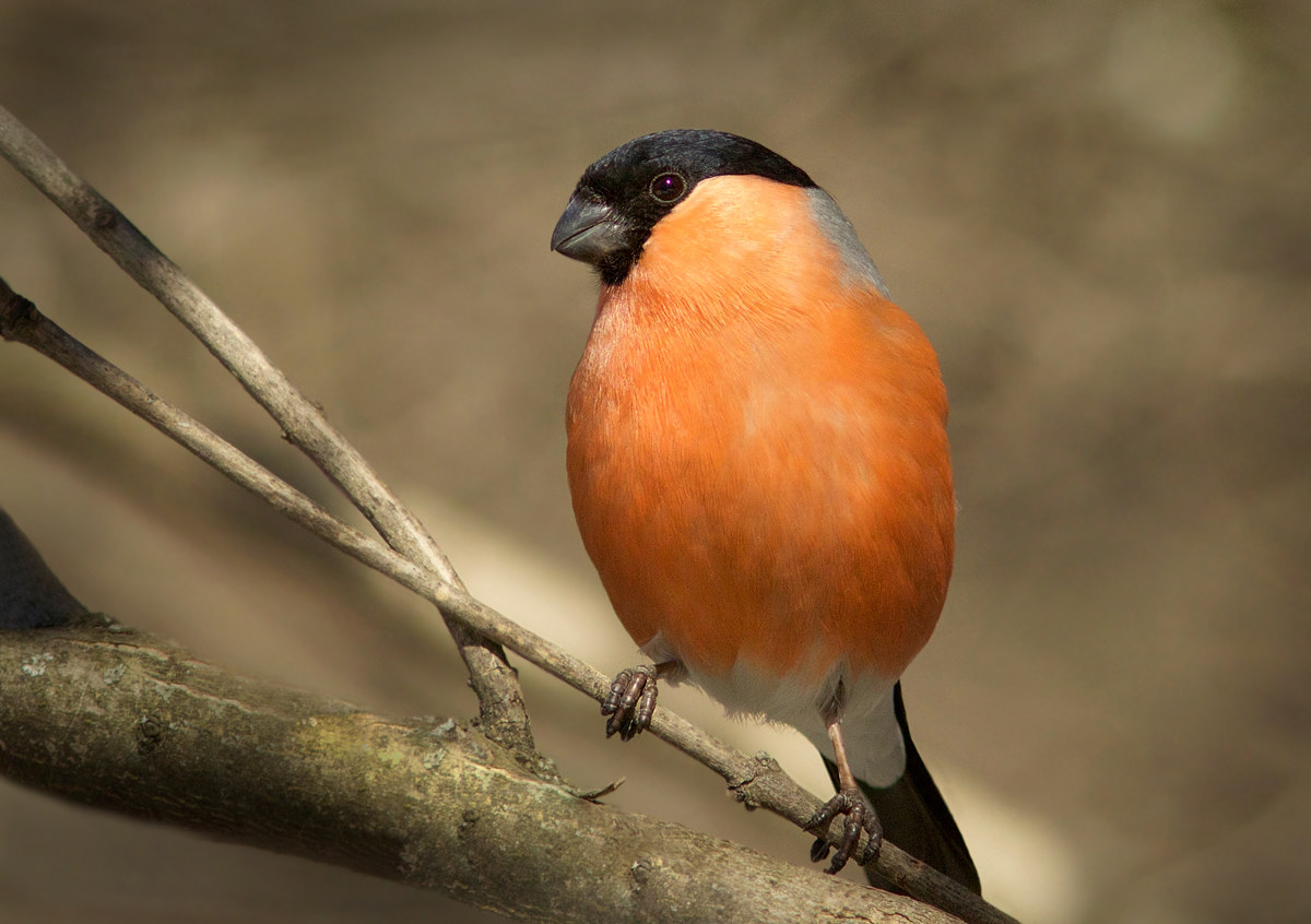Bullfinch.