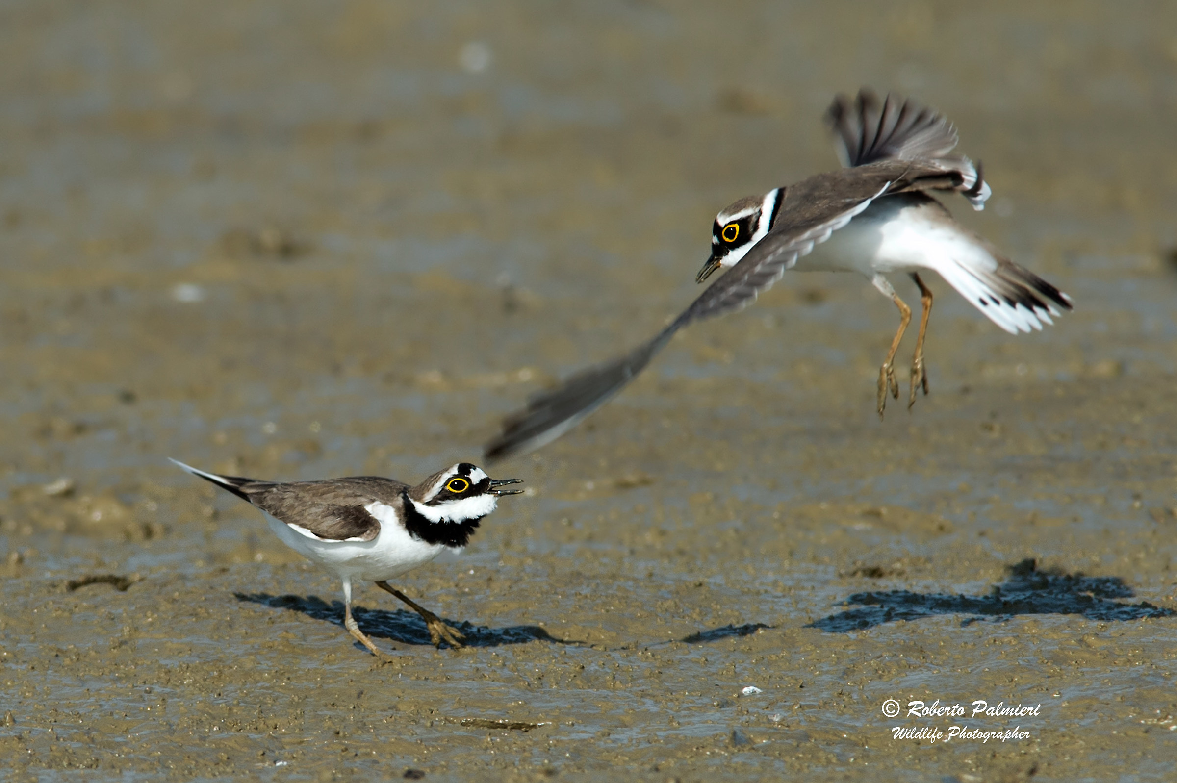 Small courier (Charadrius dubius) Lite Territorial