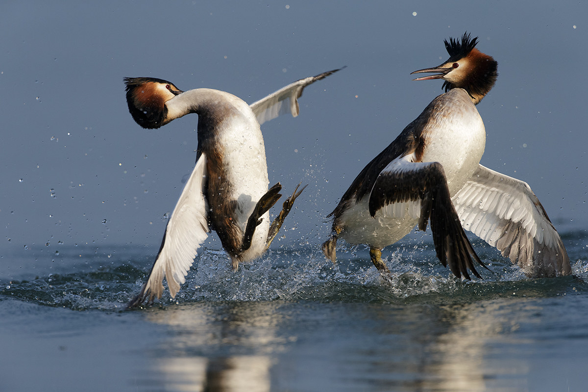grebes fighting