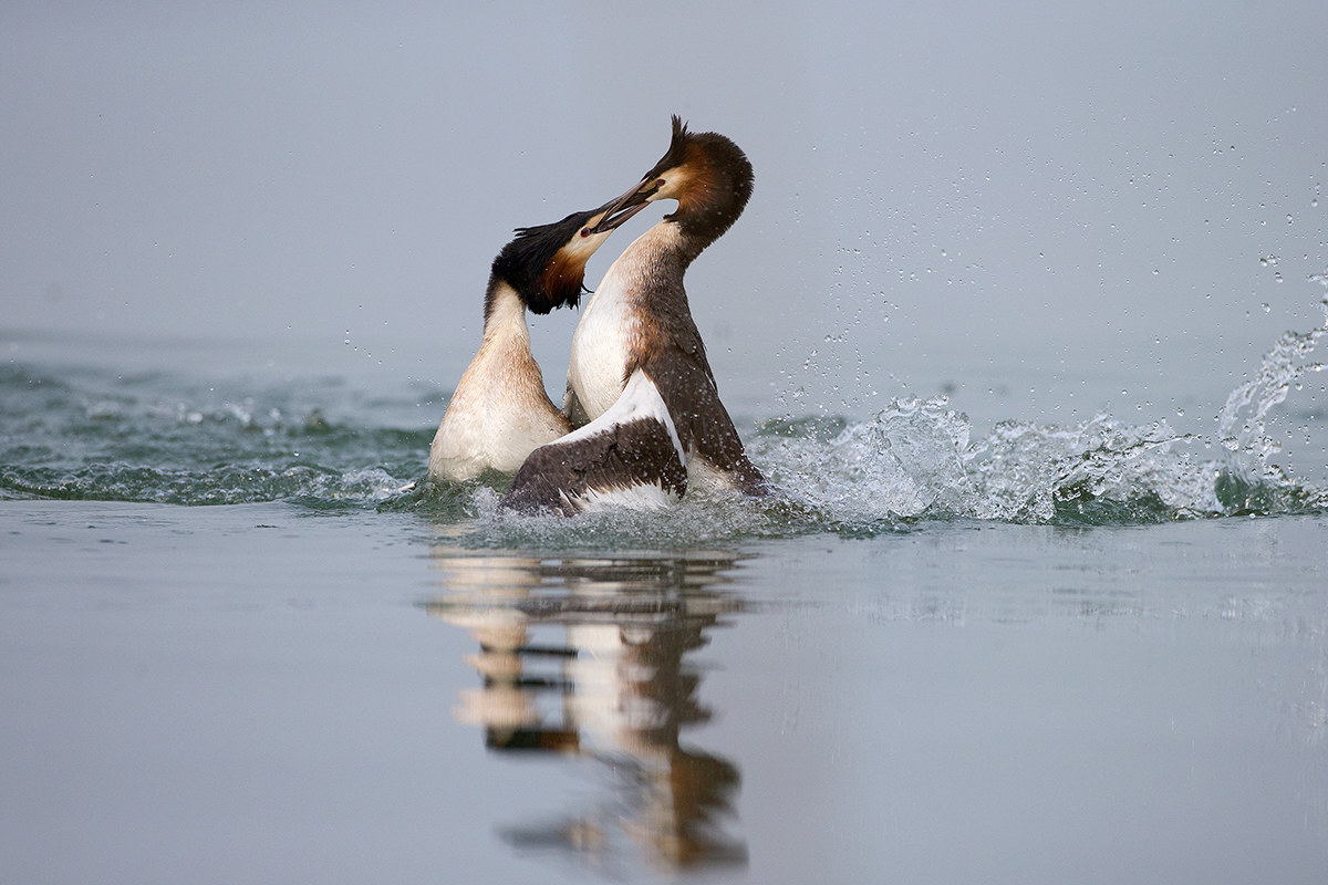Grebes in lotta1