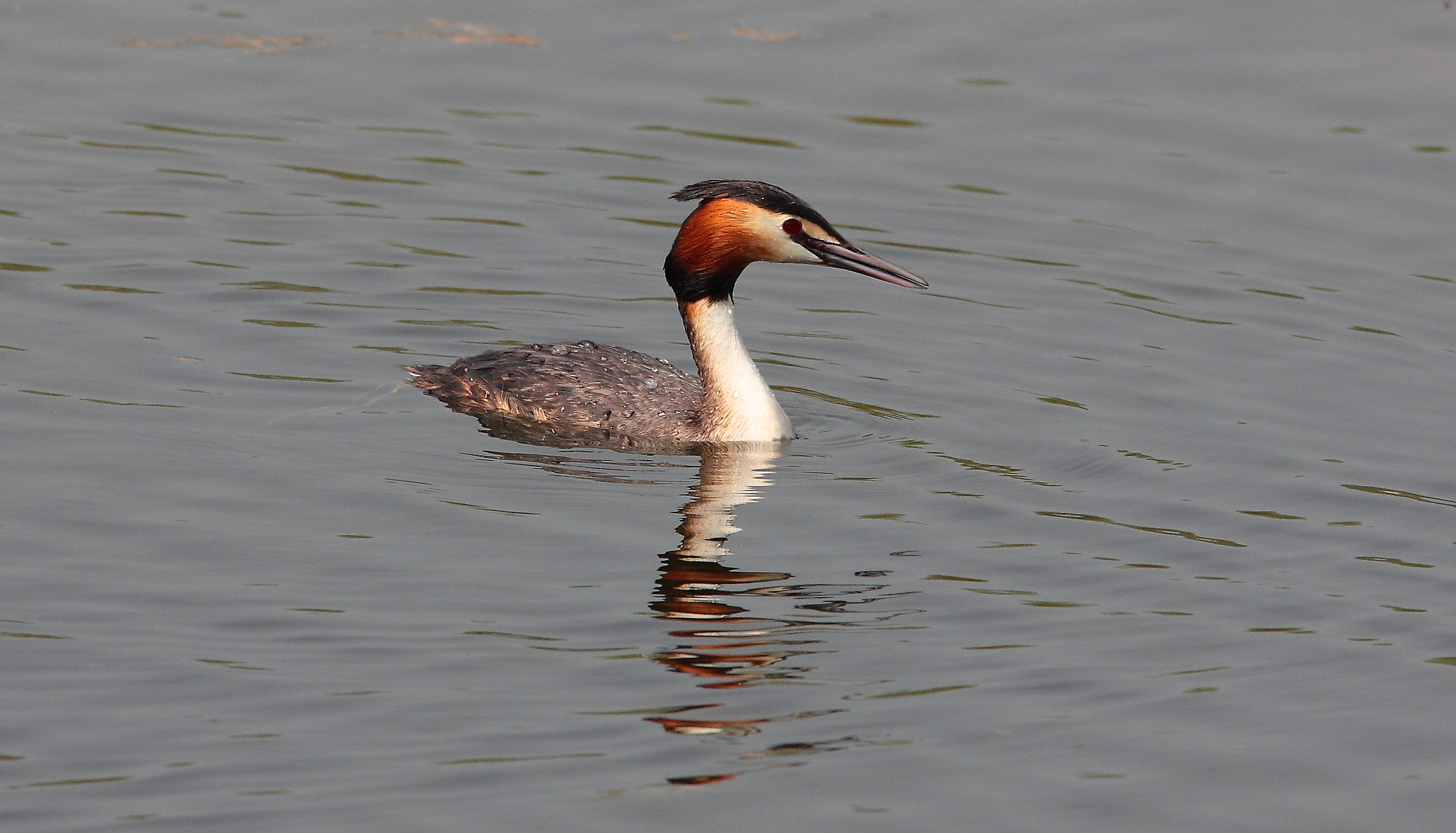 Grebe just resurfaced