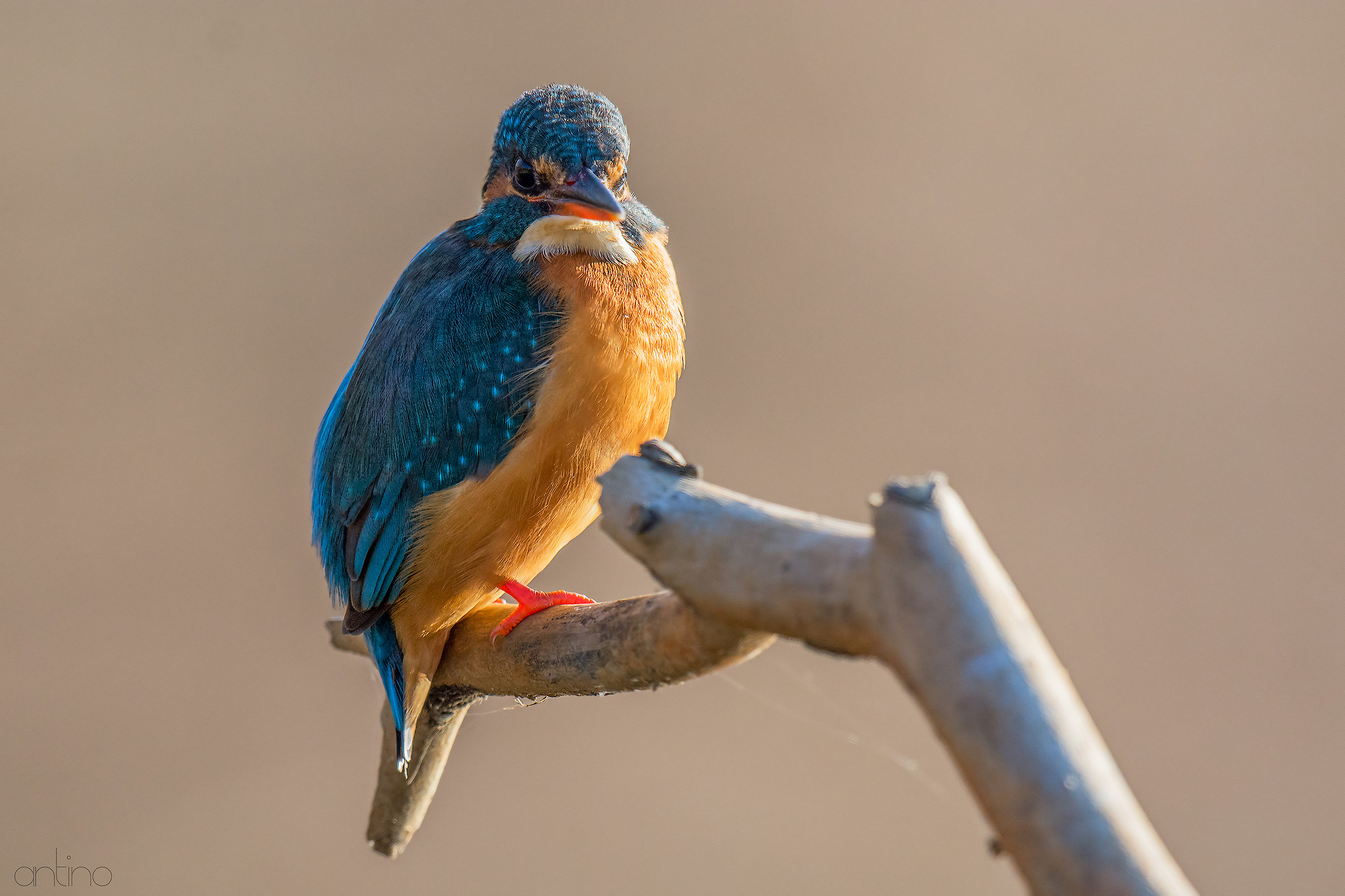 Un martino al tramonto