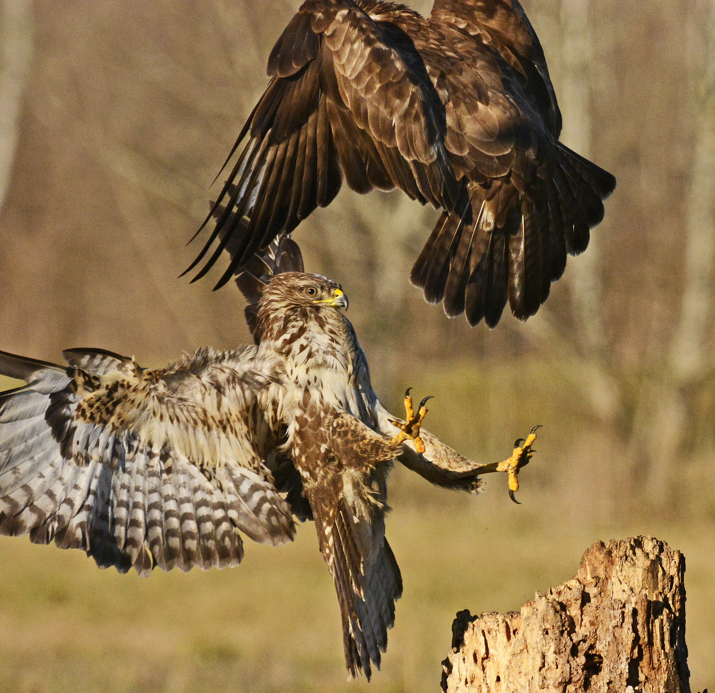 Buzzards in combat