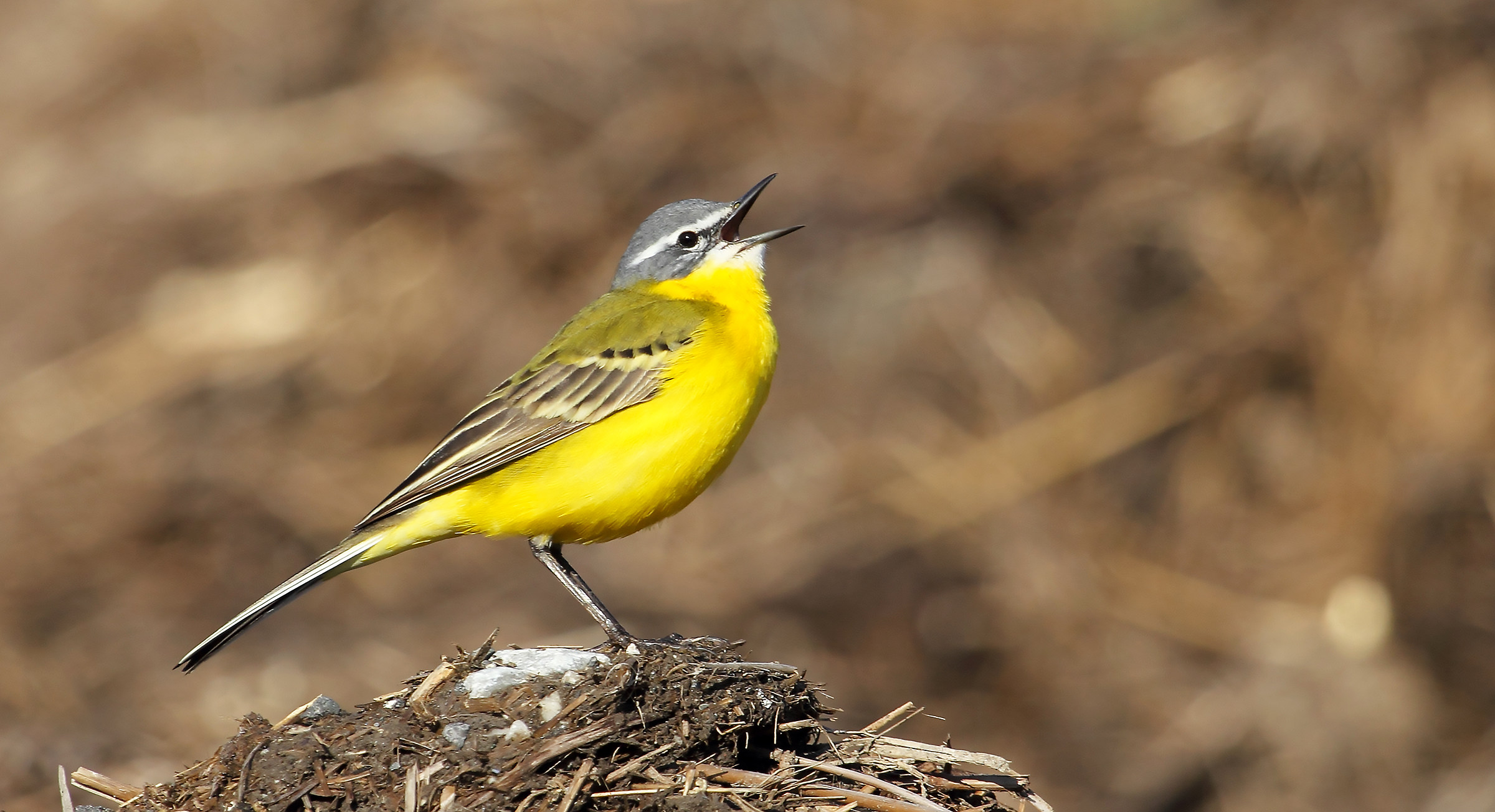 Wagtail singing of Spain
