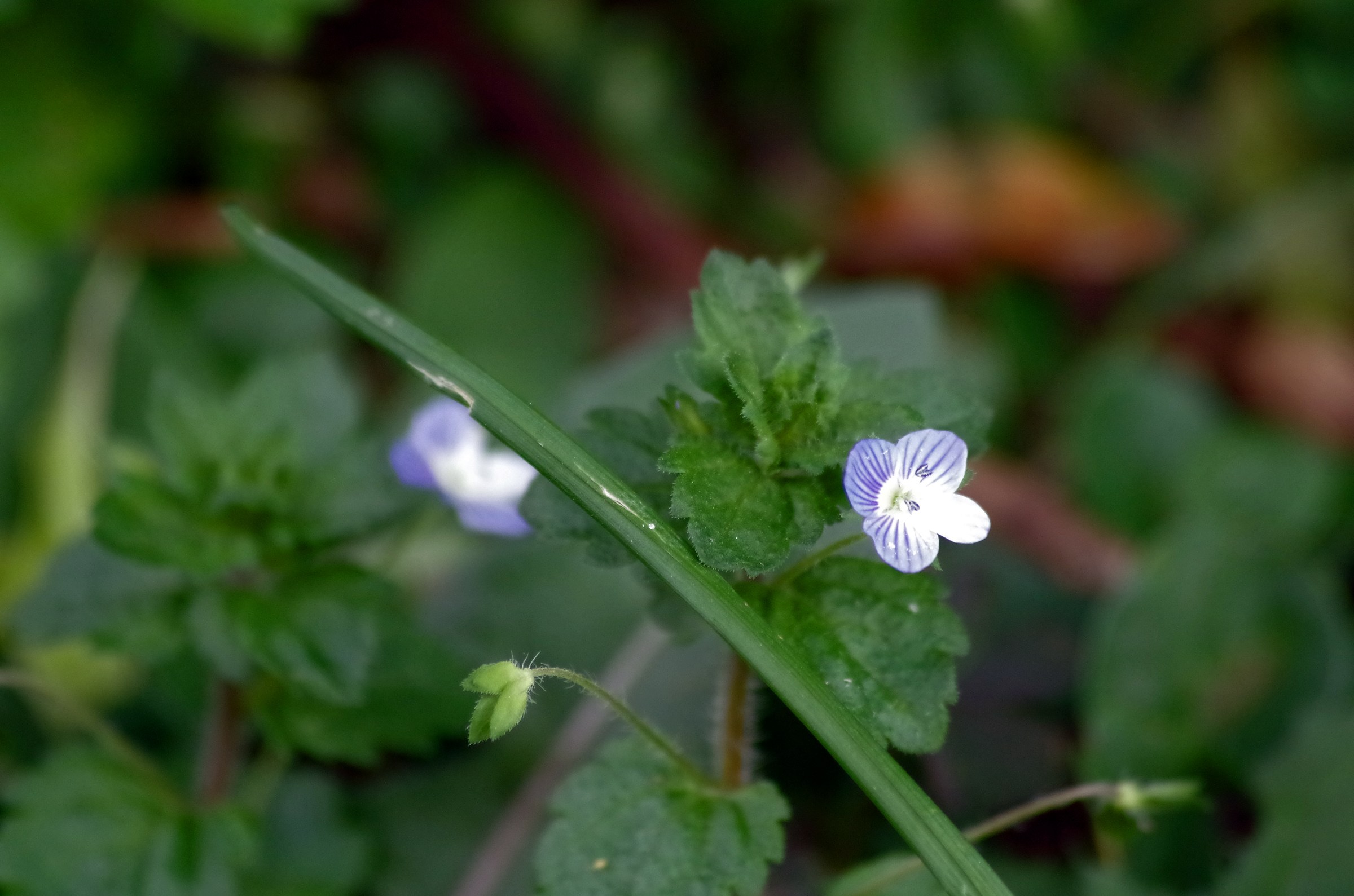 Eminently from the lawn
