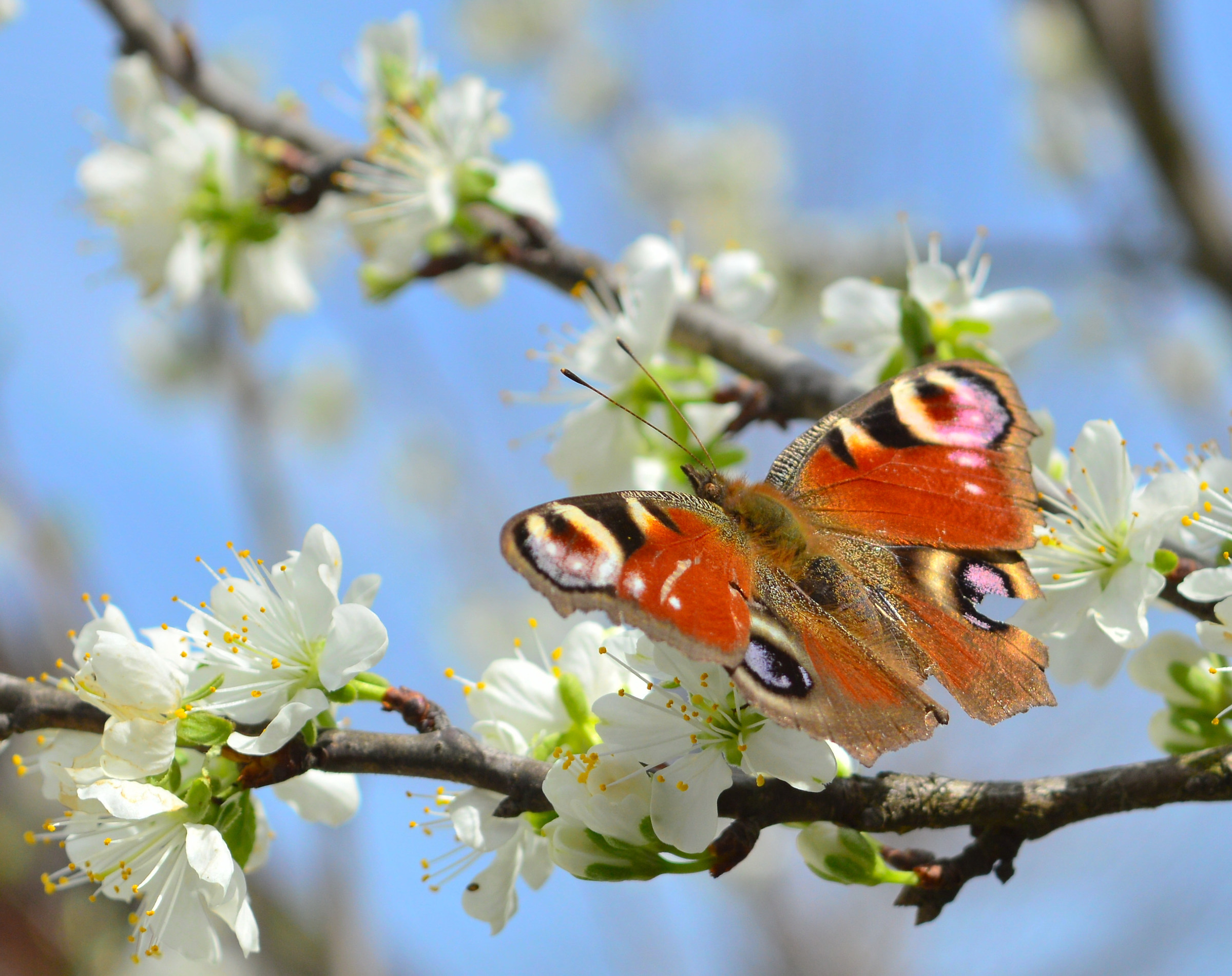 Peacock wound on flower plum
