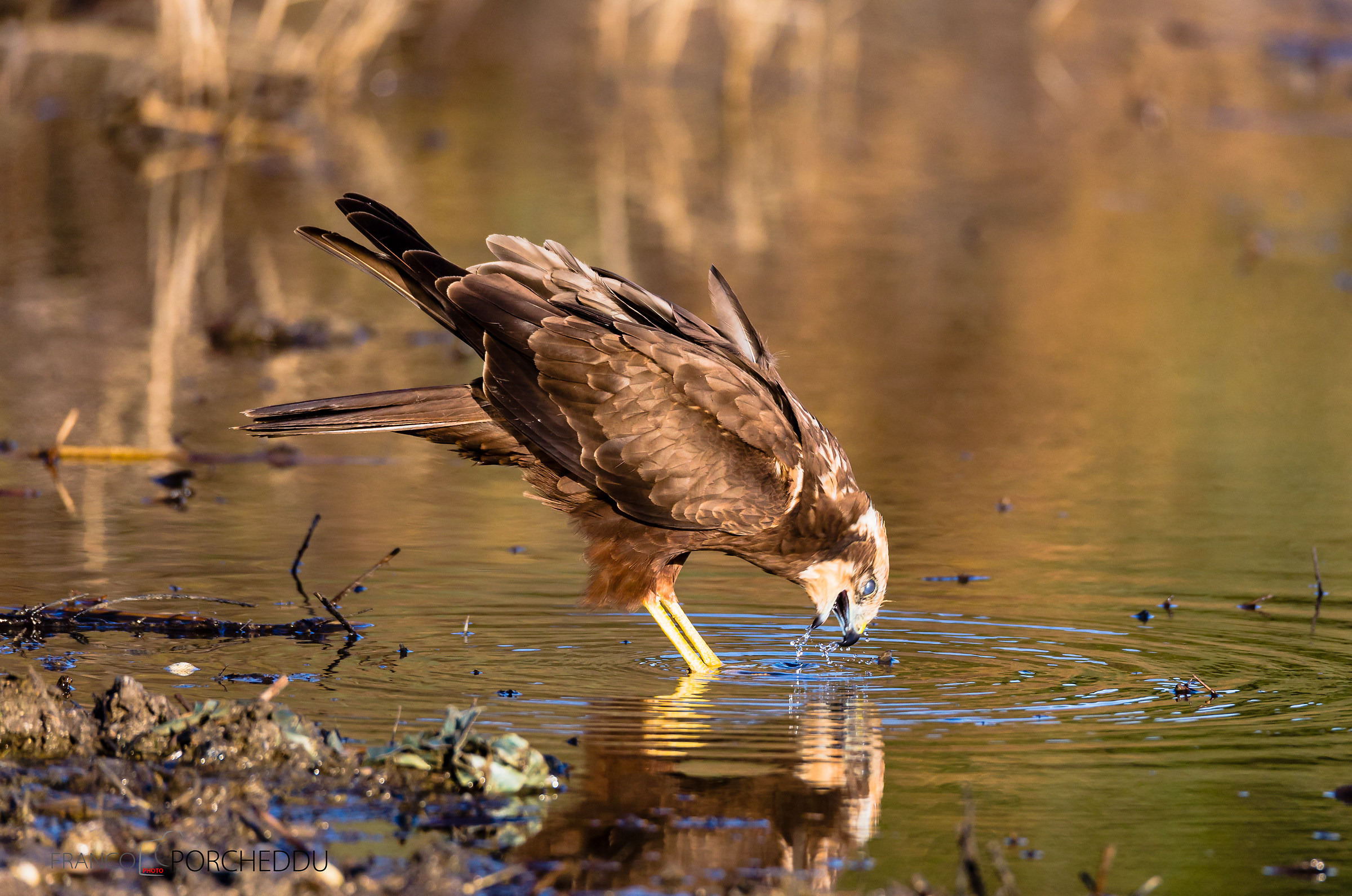 Marsh harrier