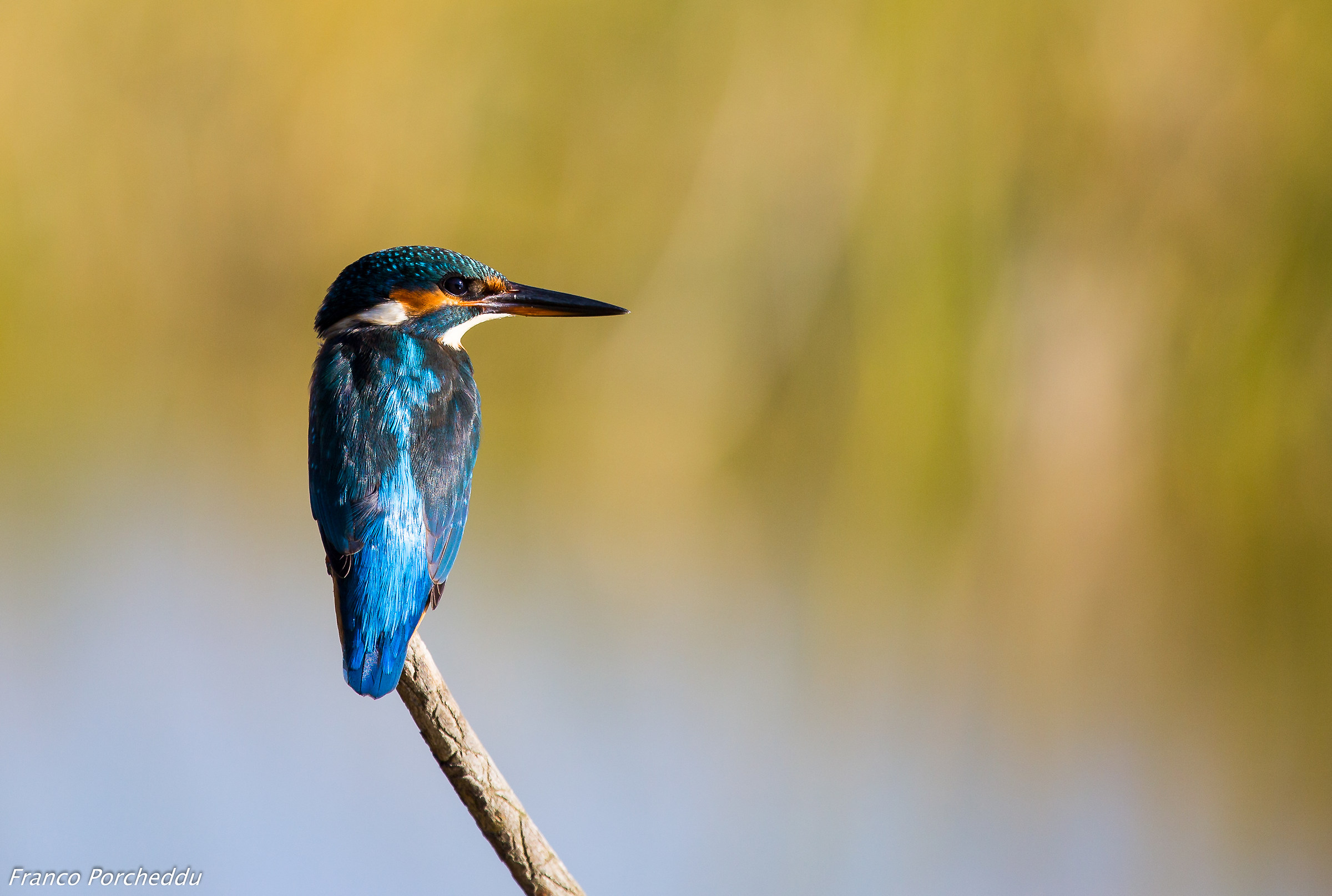 Kingfisher