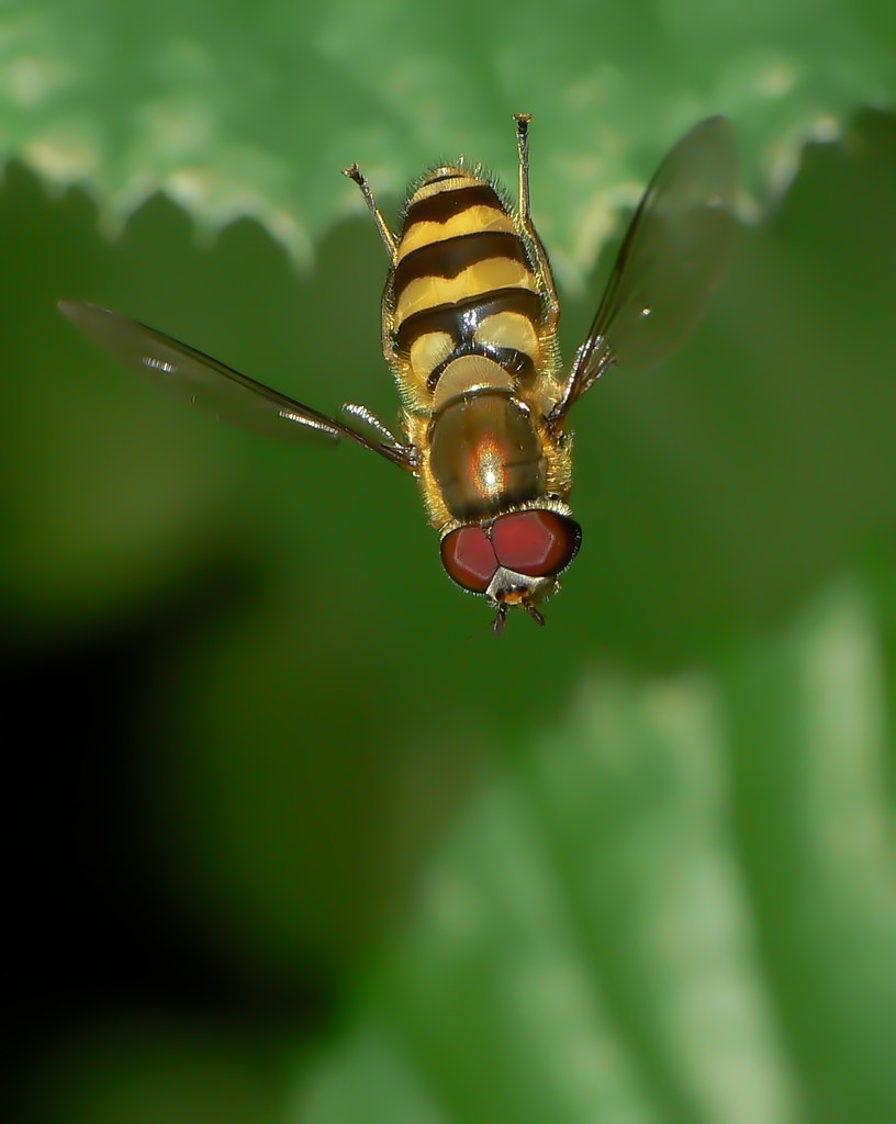 Dive! (Metasyrphus latifasciatus)