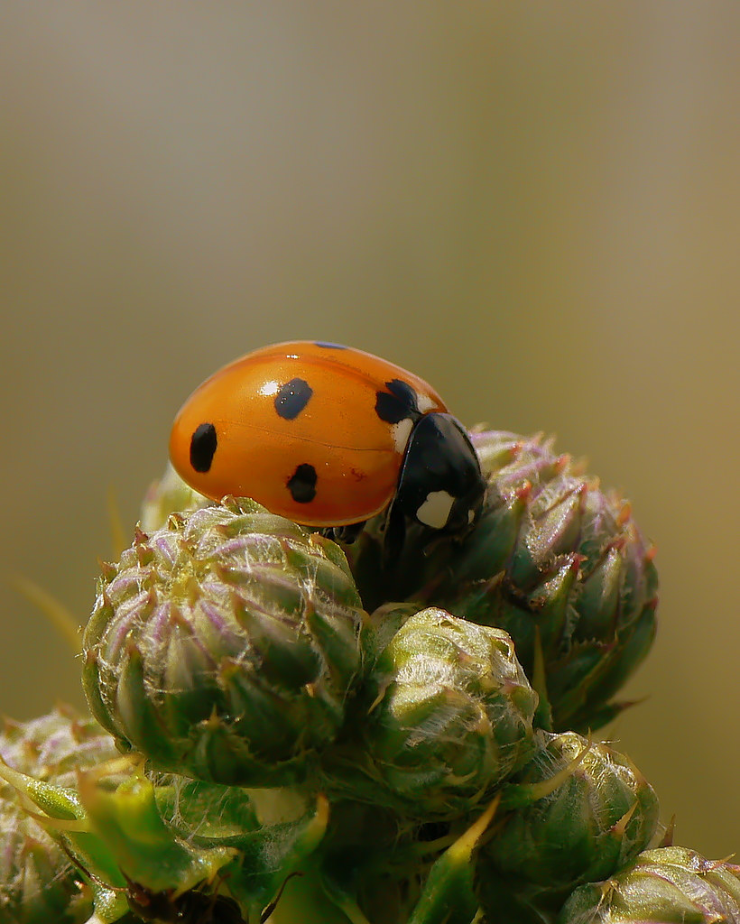 ladybug septempunctata