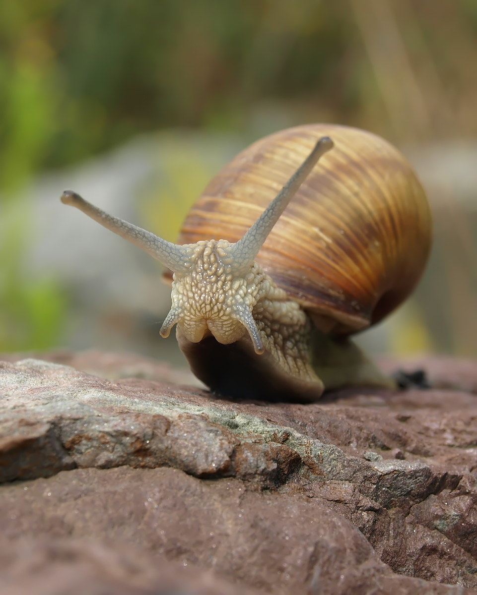 Helix pomatia (Helicidae)