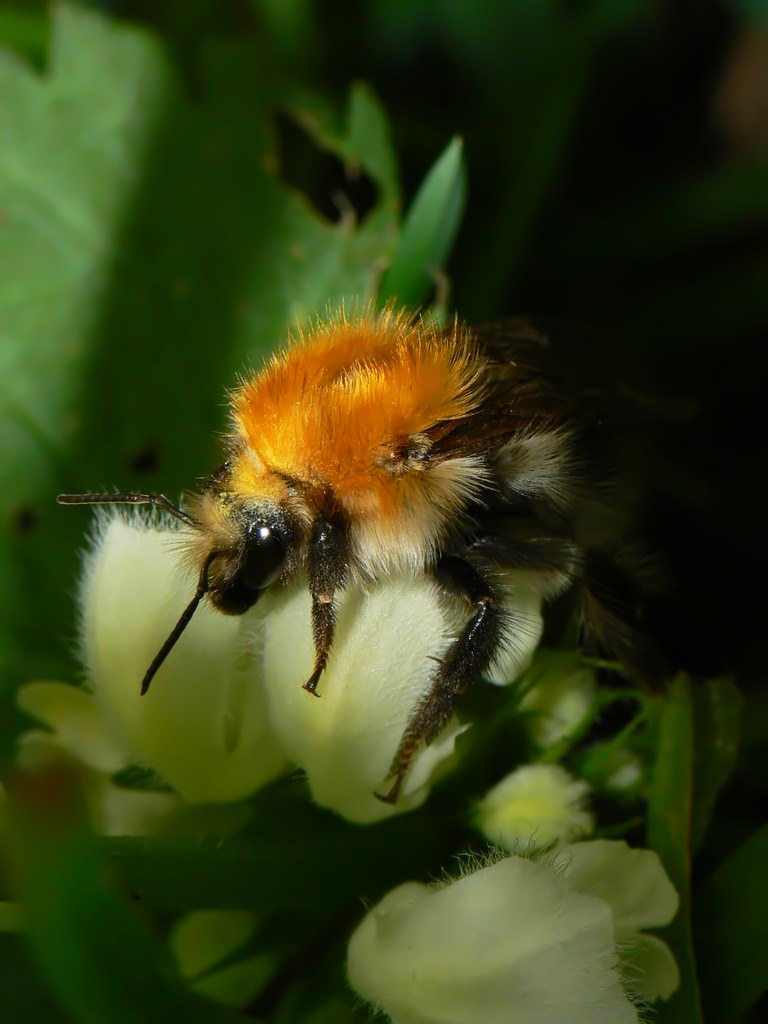 Bombo newborn (Bombus pascuorum)