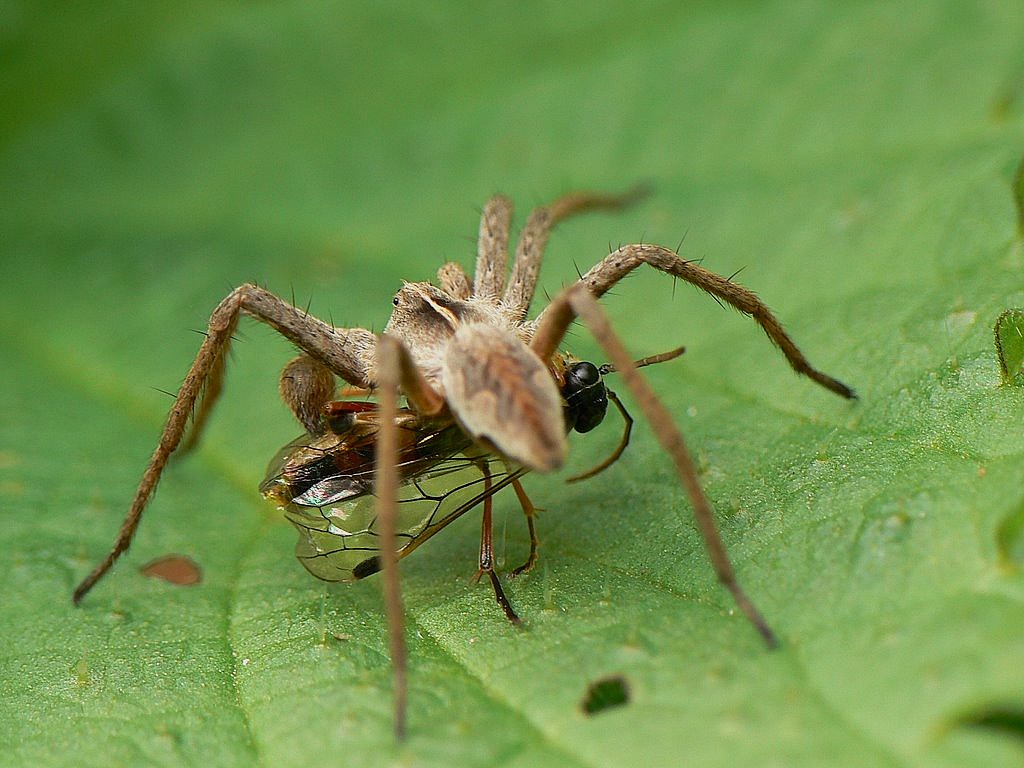 Pisaura Mirabilis with prey.