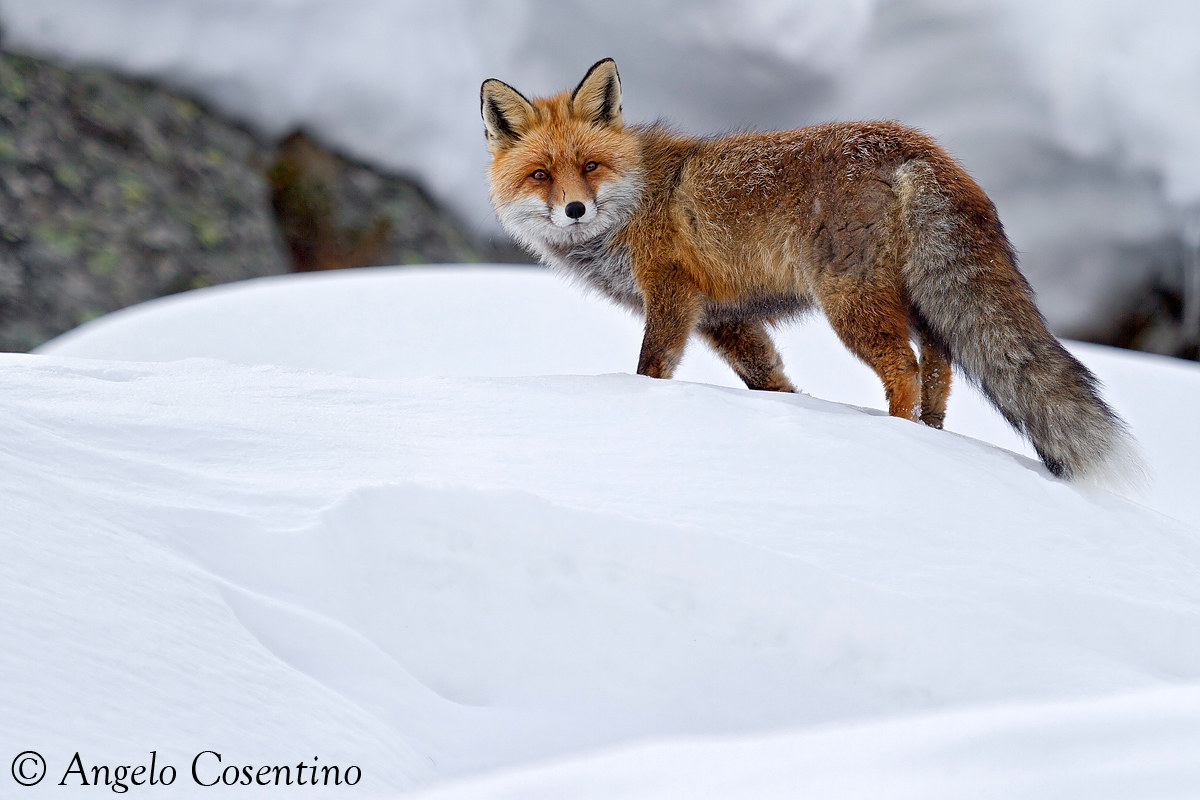 Volpe nella neve