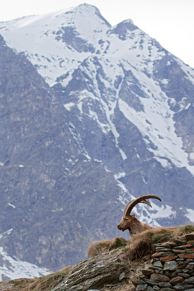 Stambecco ambientato