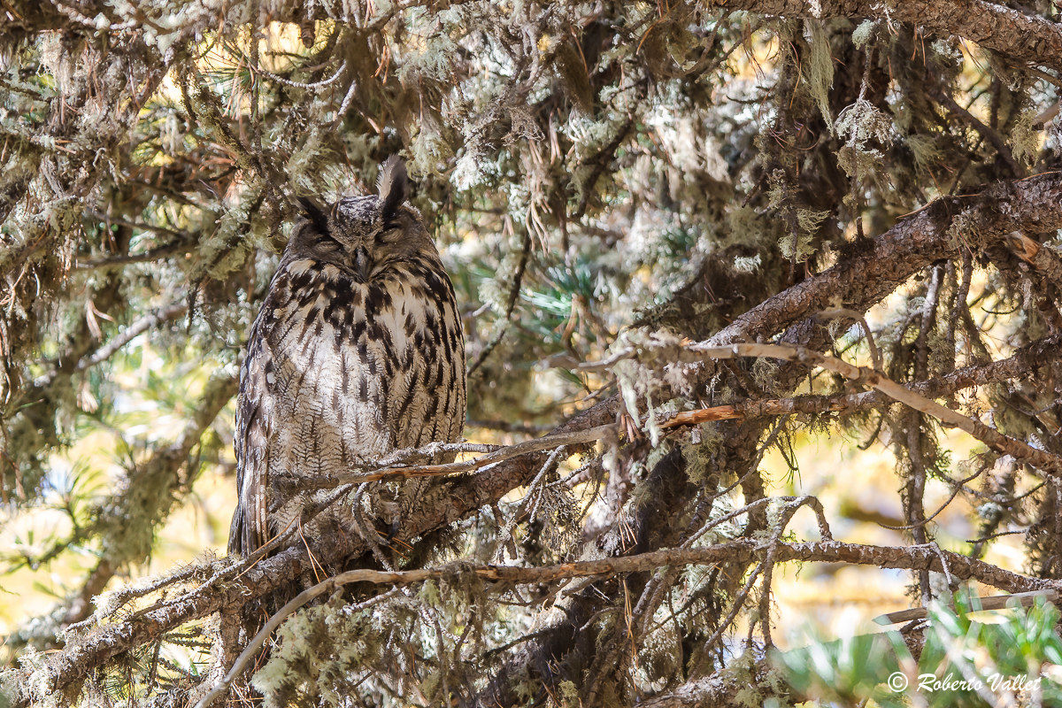 camouflage, in the autumn forest