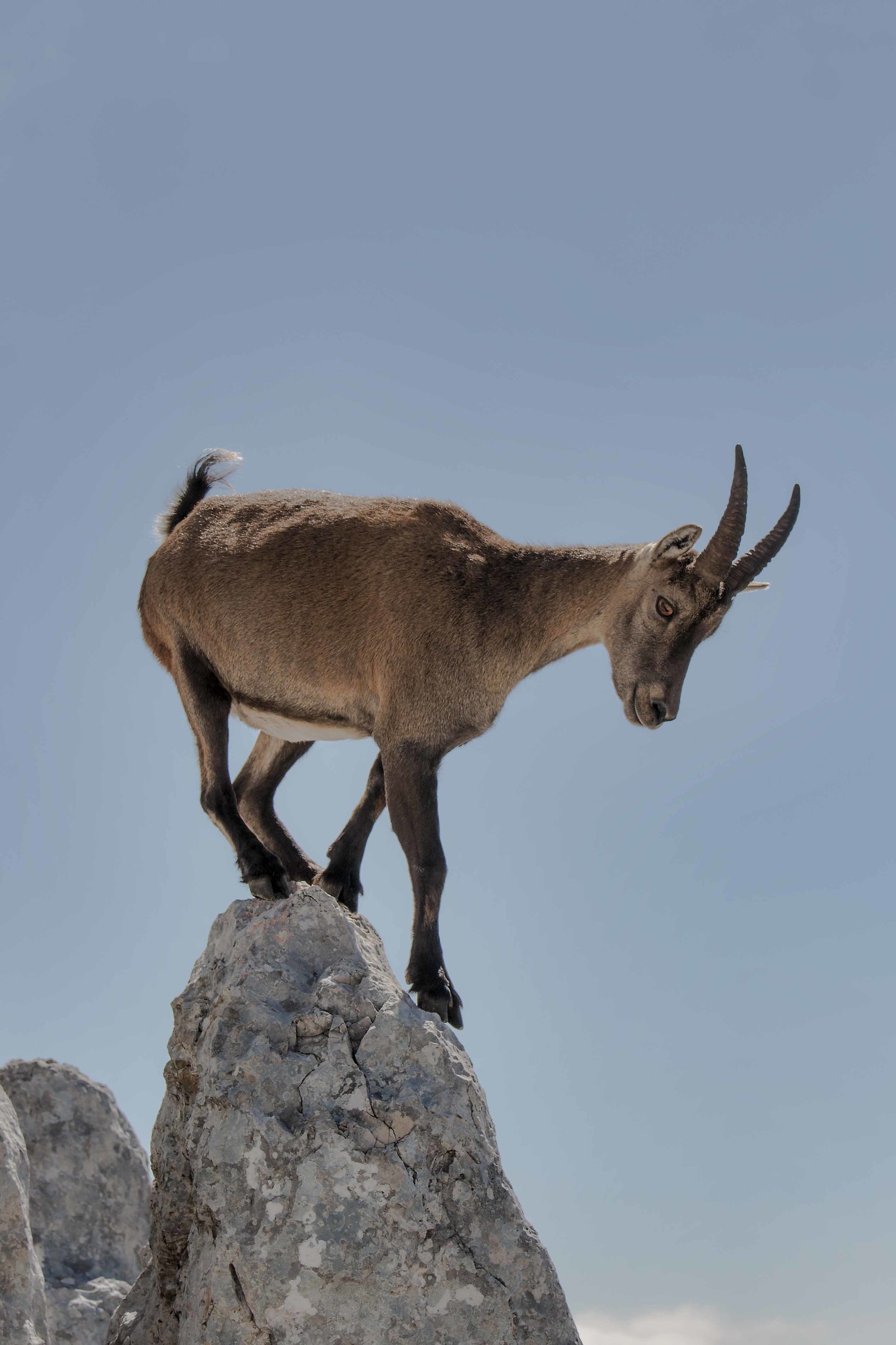 Stambecco in equilibrio sul masso