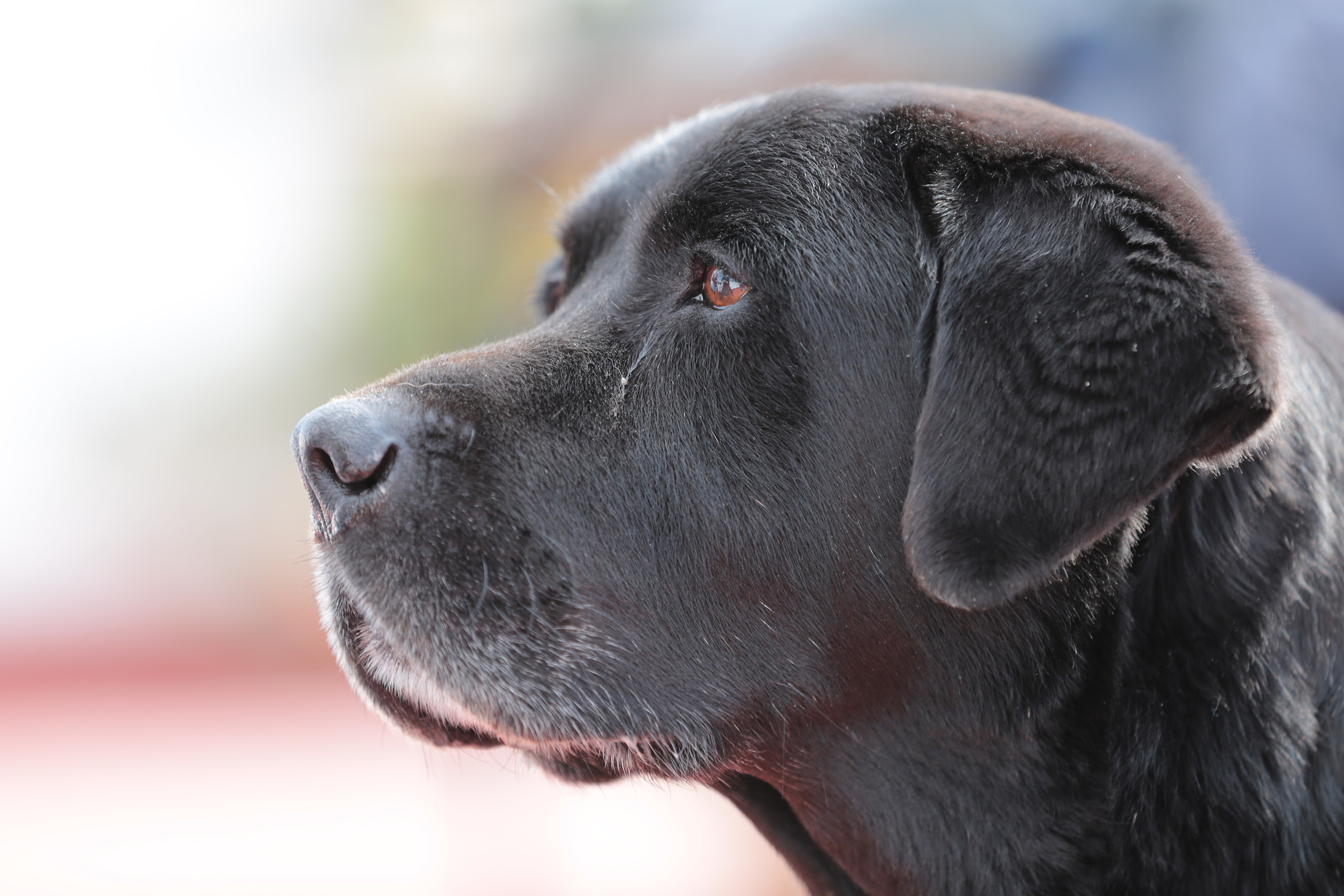 Small book. Old dog, but with proud look