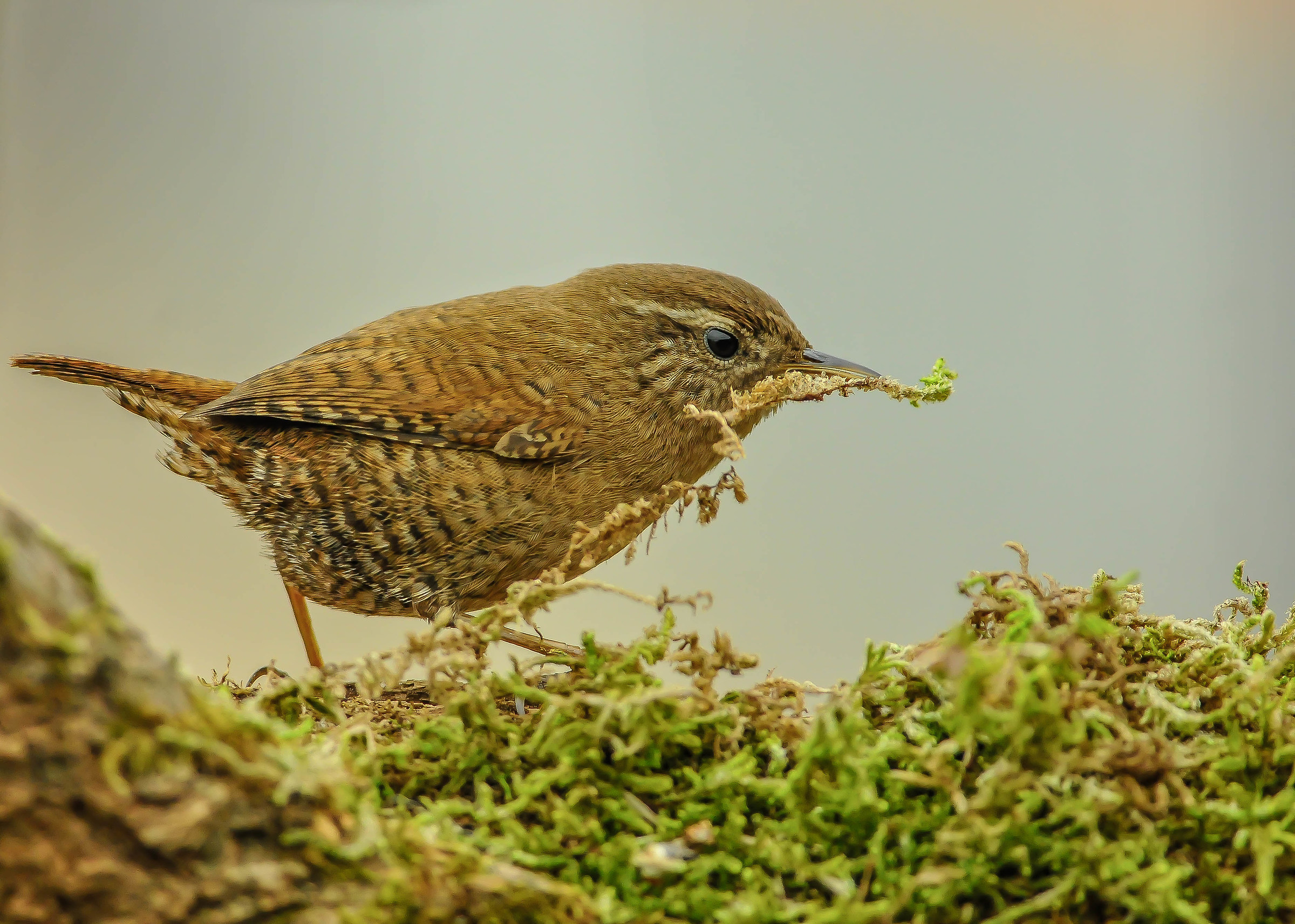 Wren
