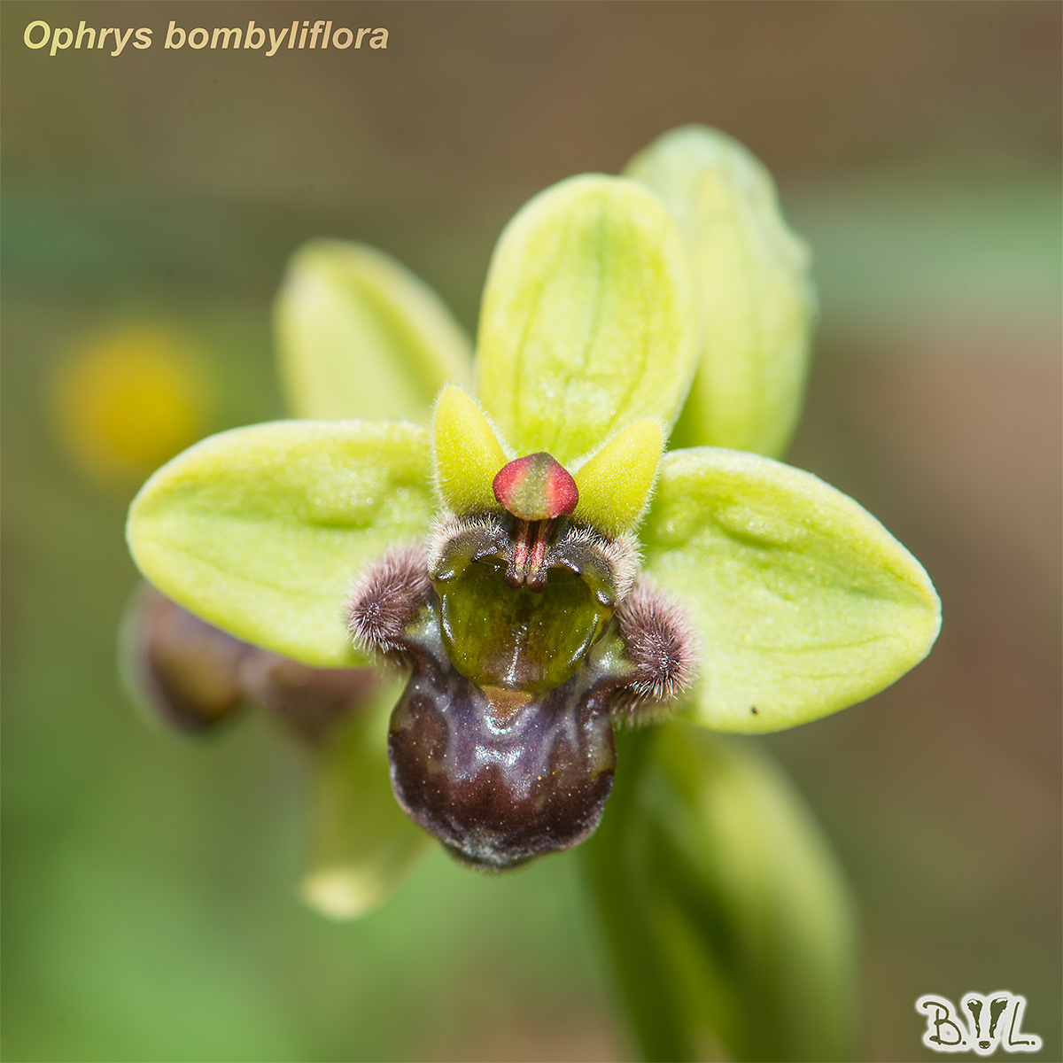 Ophrys bombyliflora