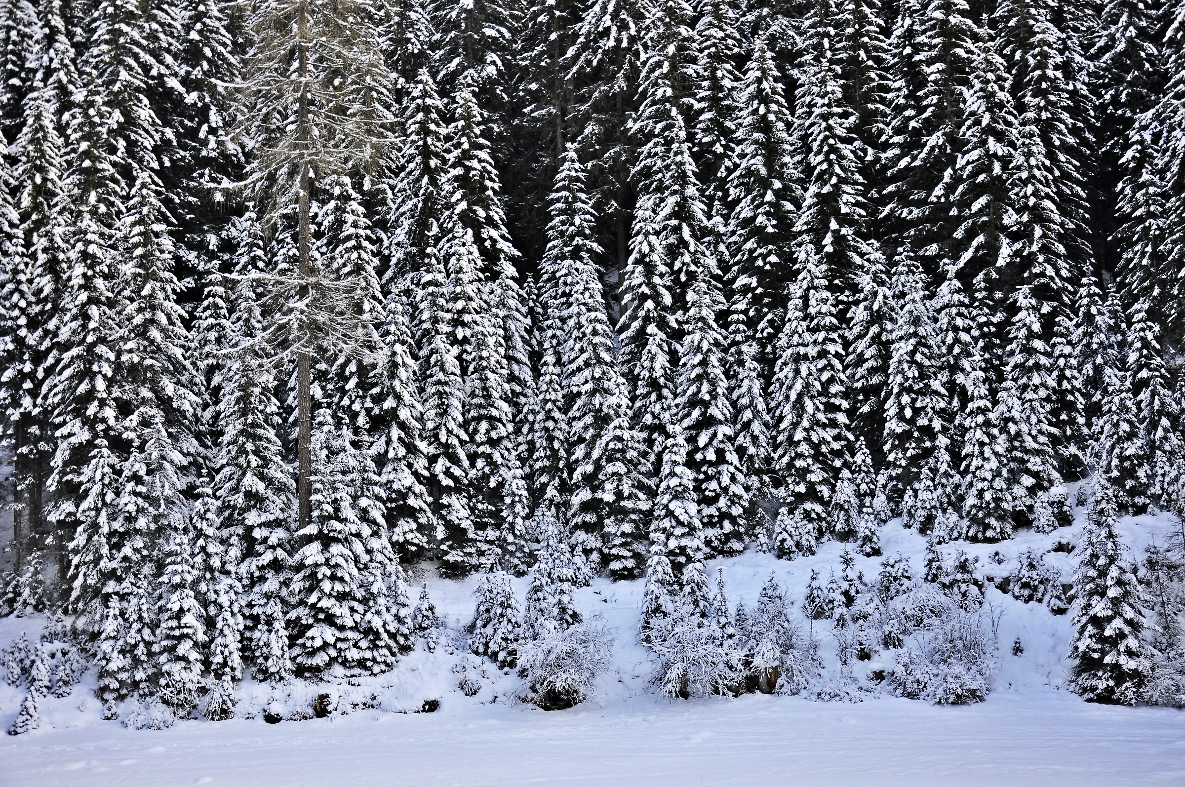 Si sente solo silenzio...